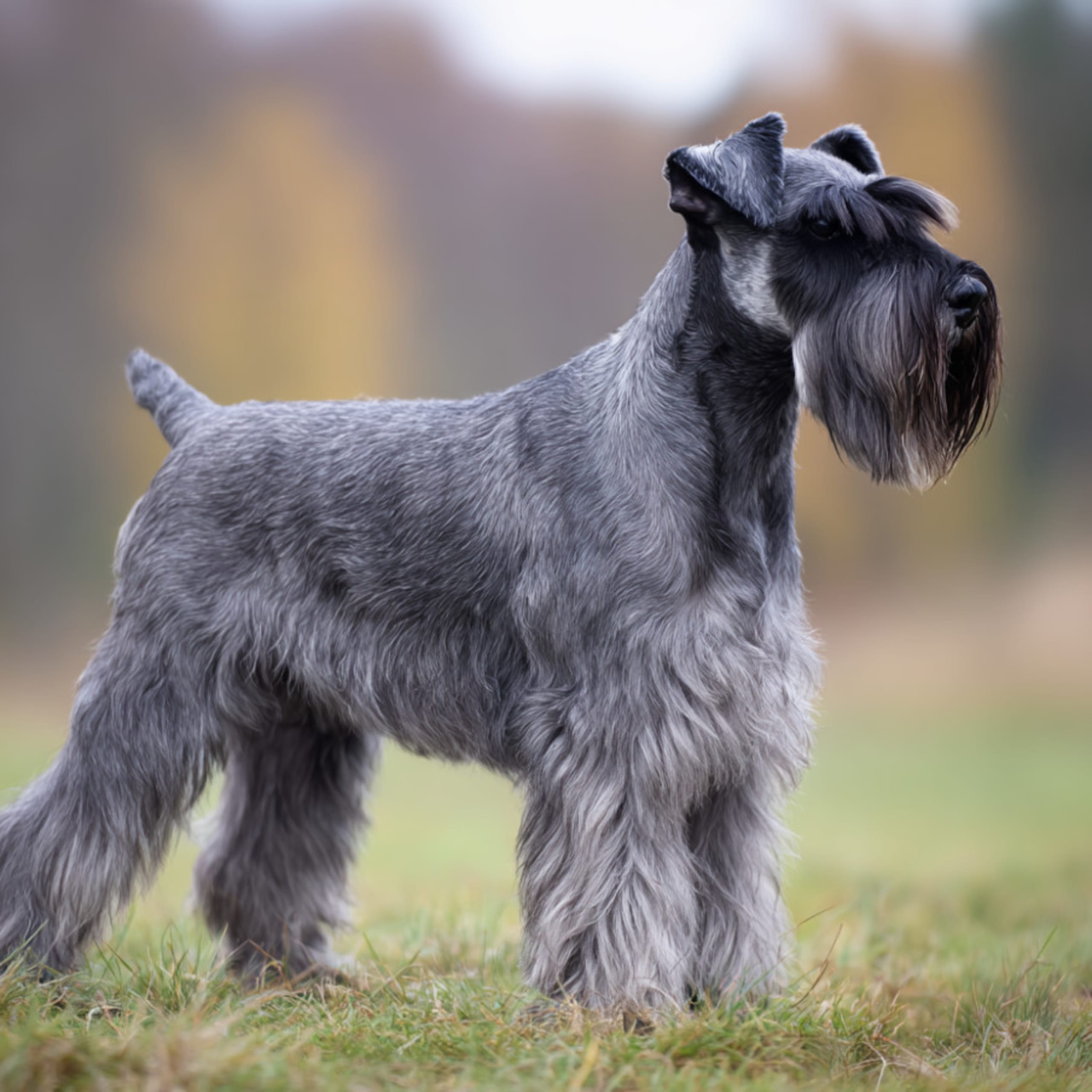 Schnauzer