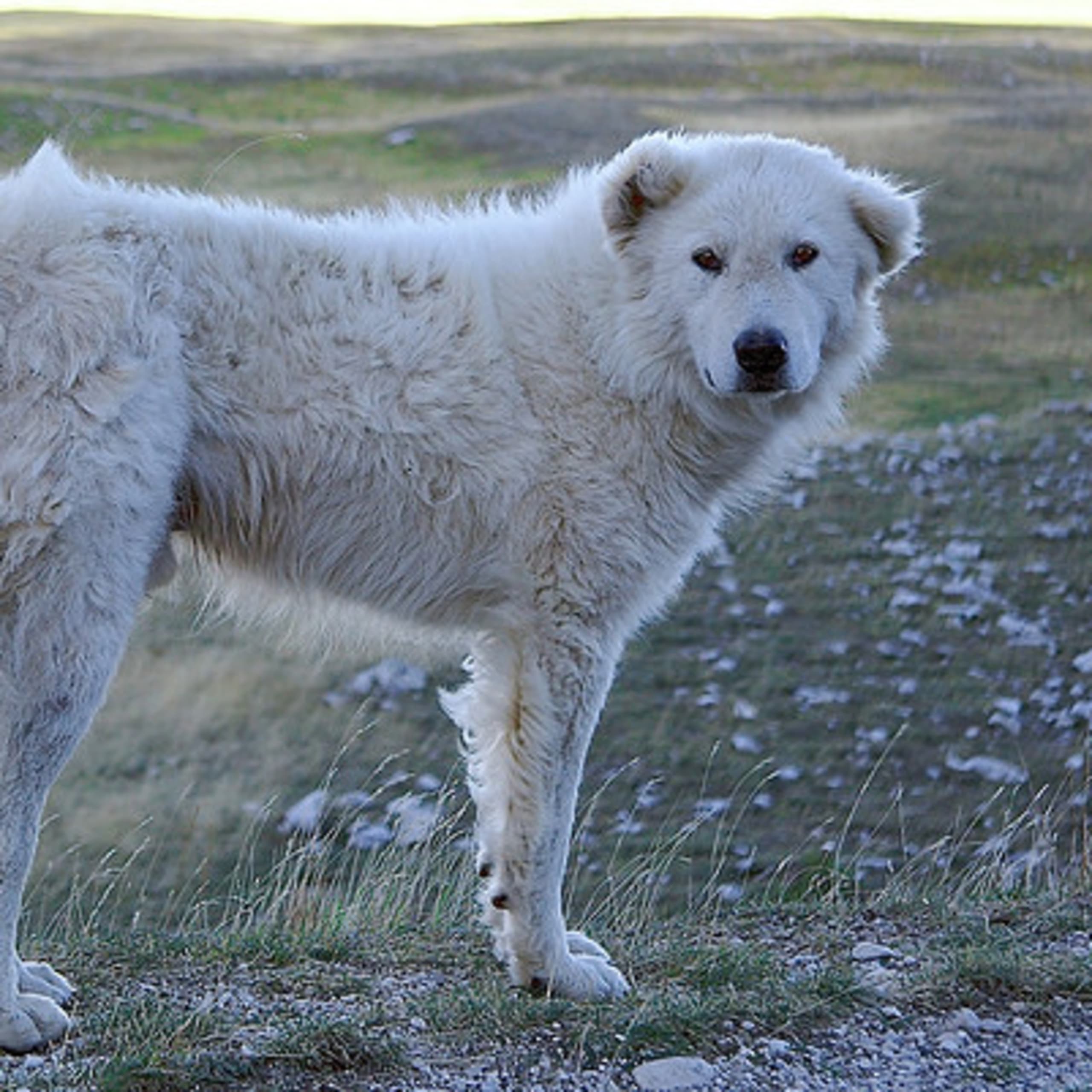 Maremmano-abruzzese