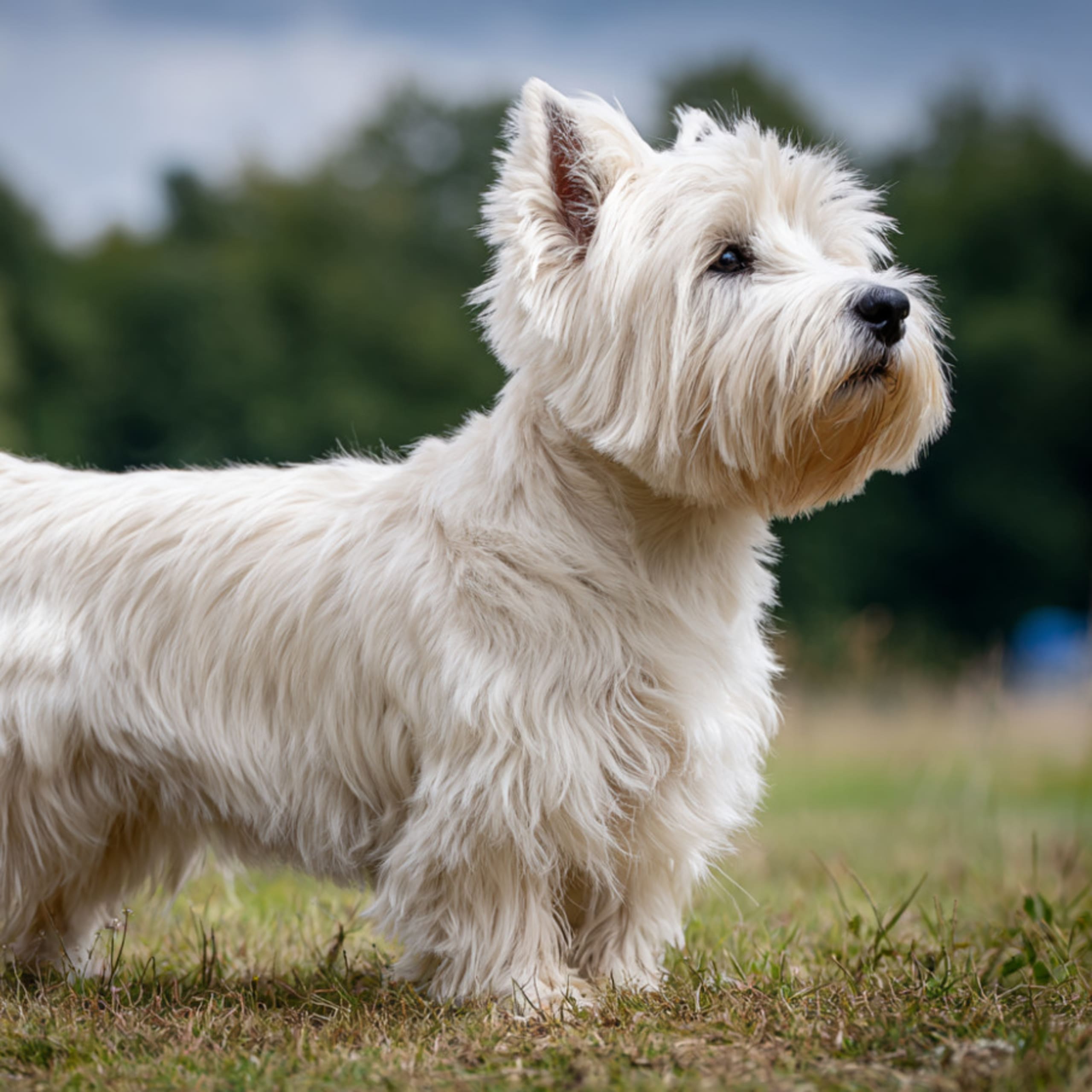 West highland white terrier