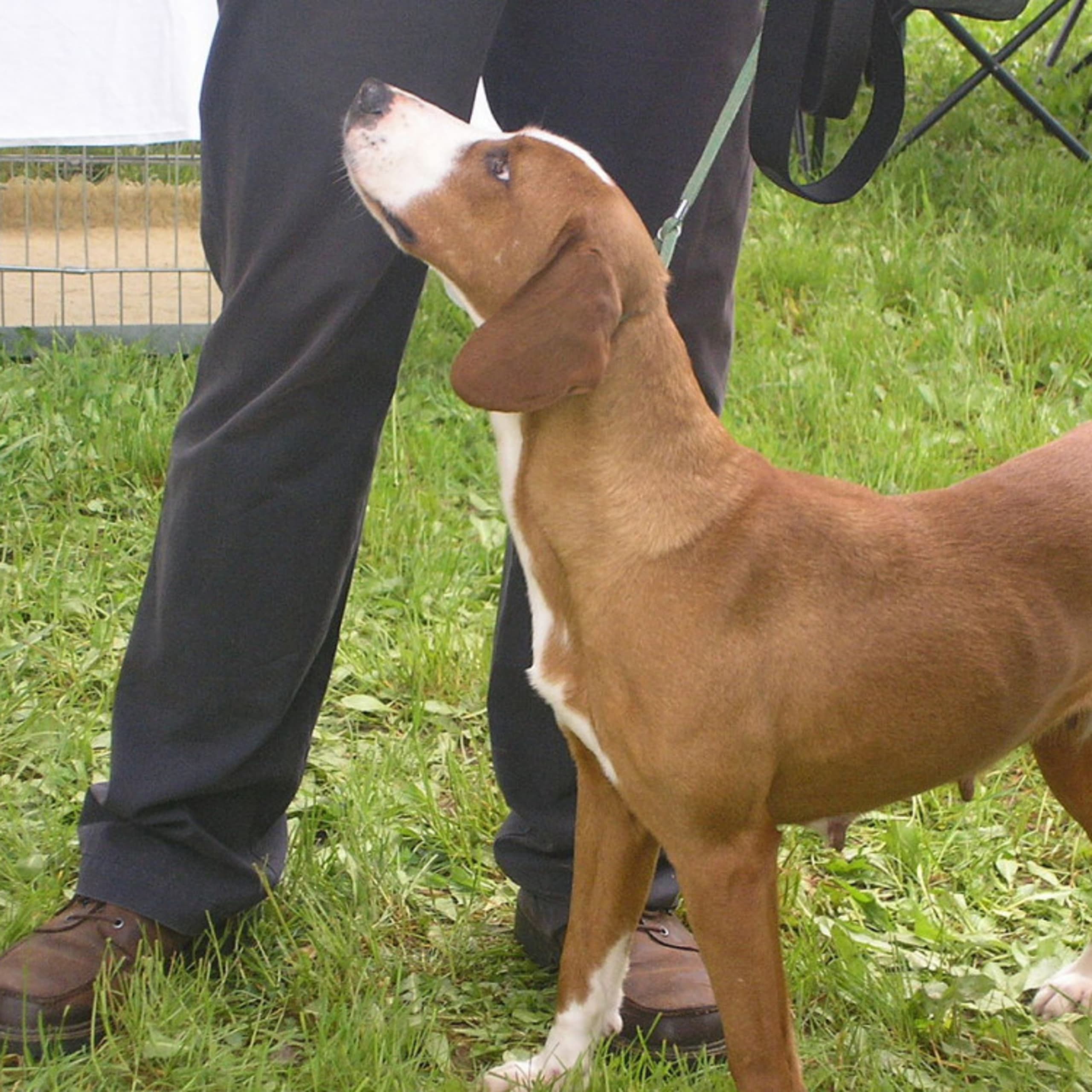 Posavac Hound