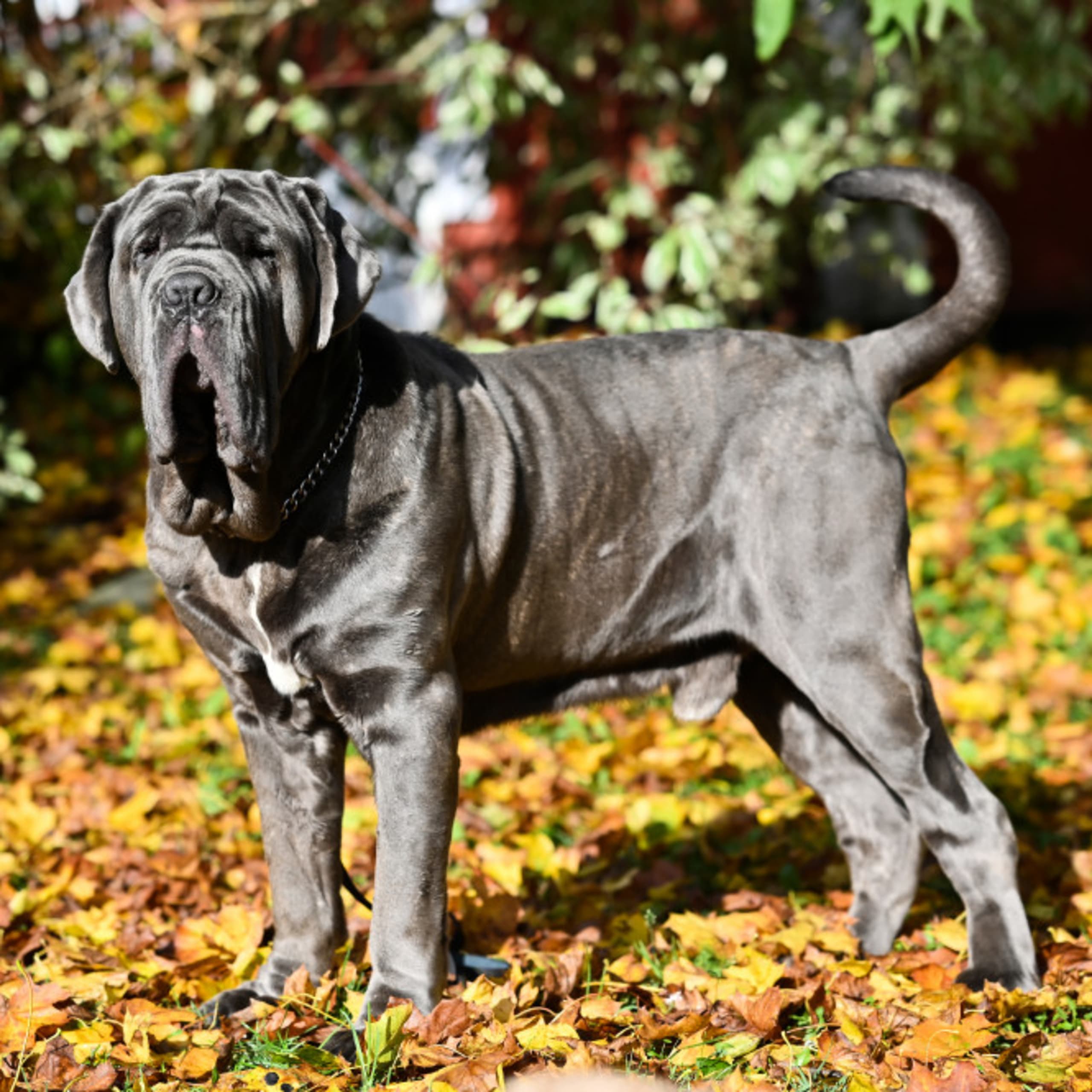 Mastino Napoletano