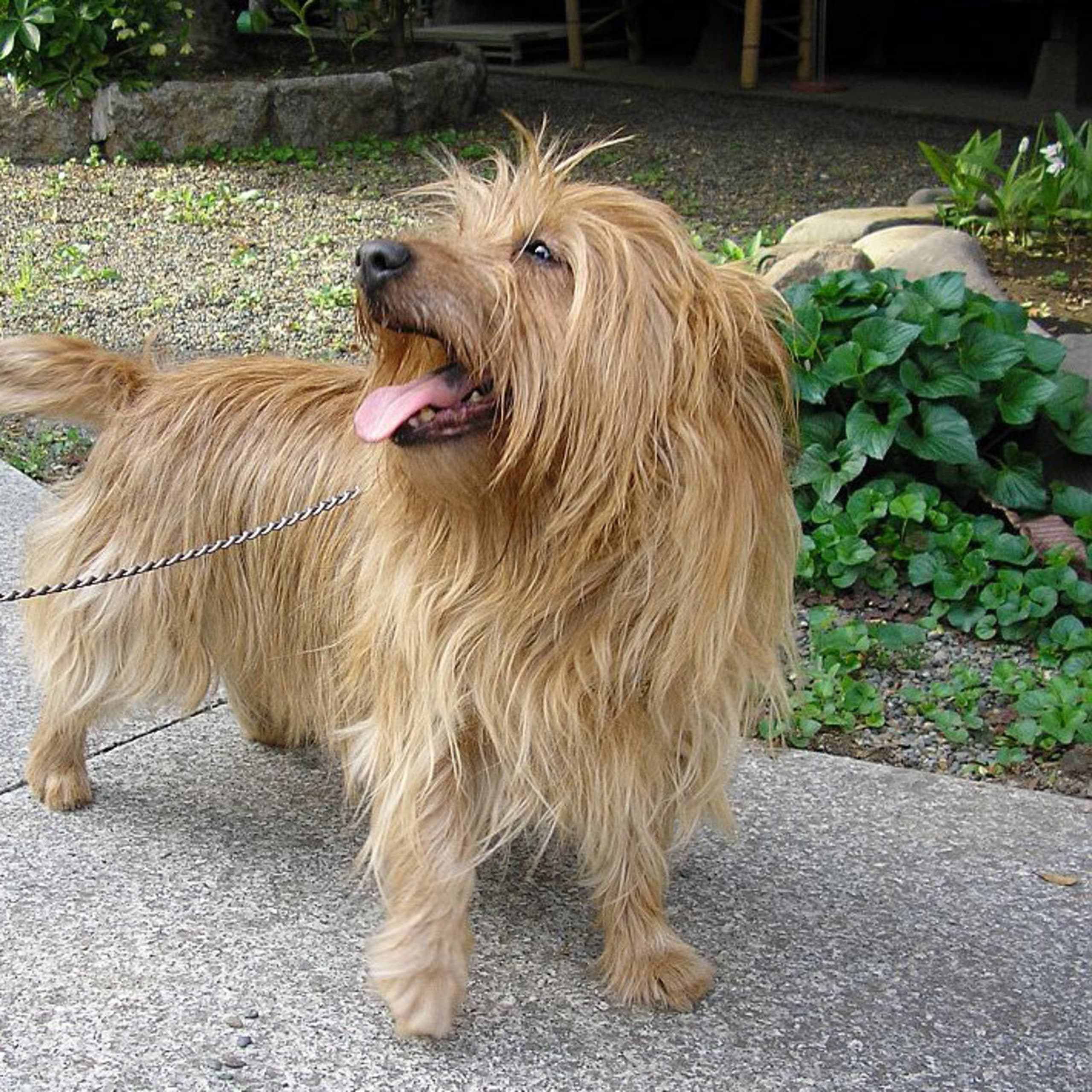 Australisk terrier