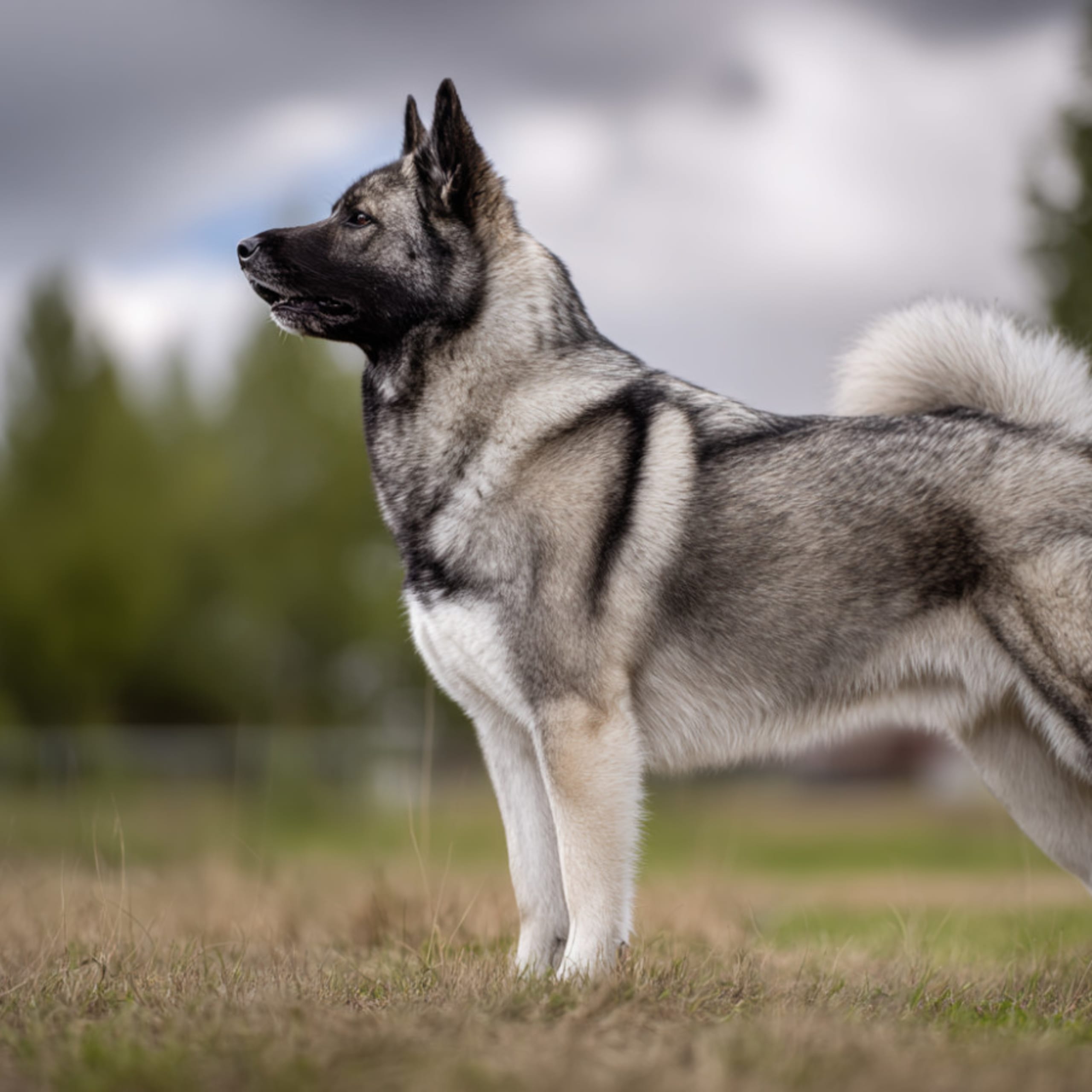 Norsk älghund - Gråhund