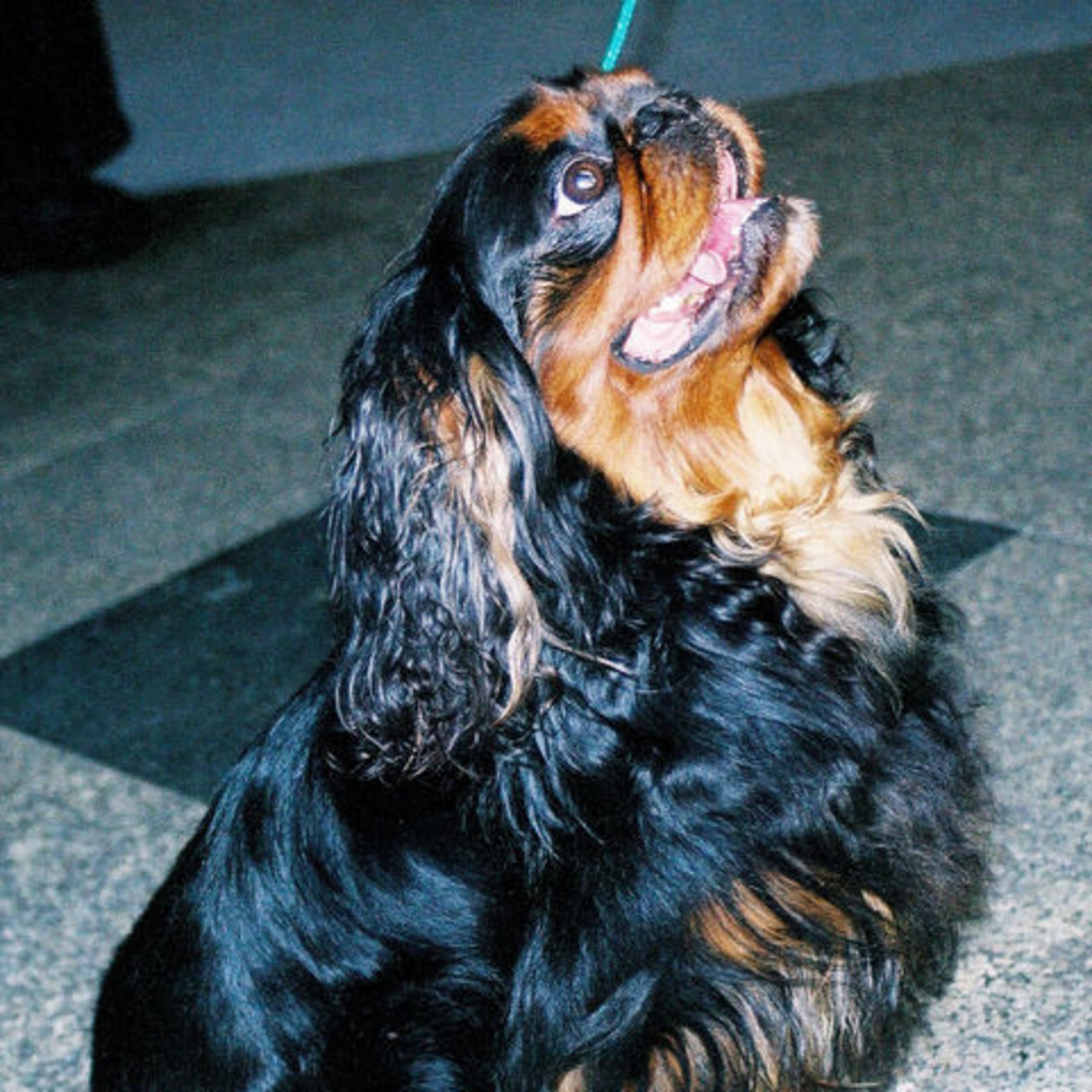 King charles spaniel