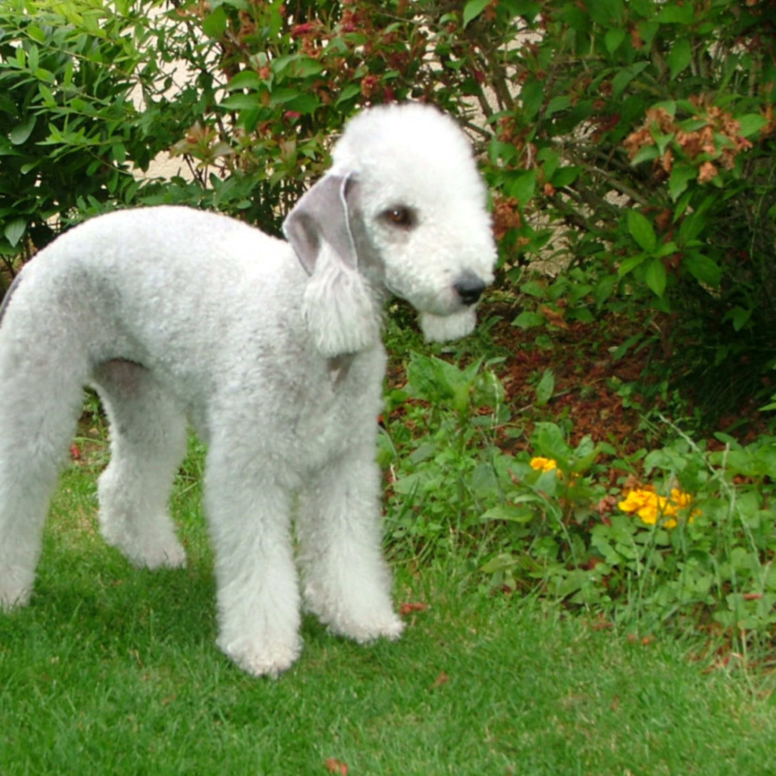Bedlingtonterrier