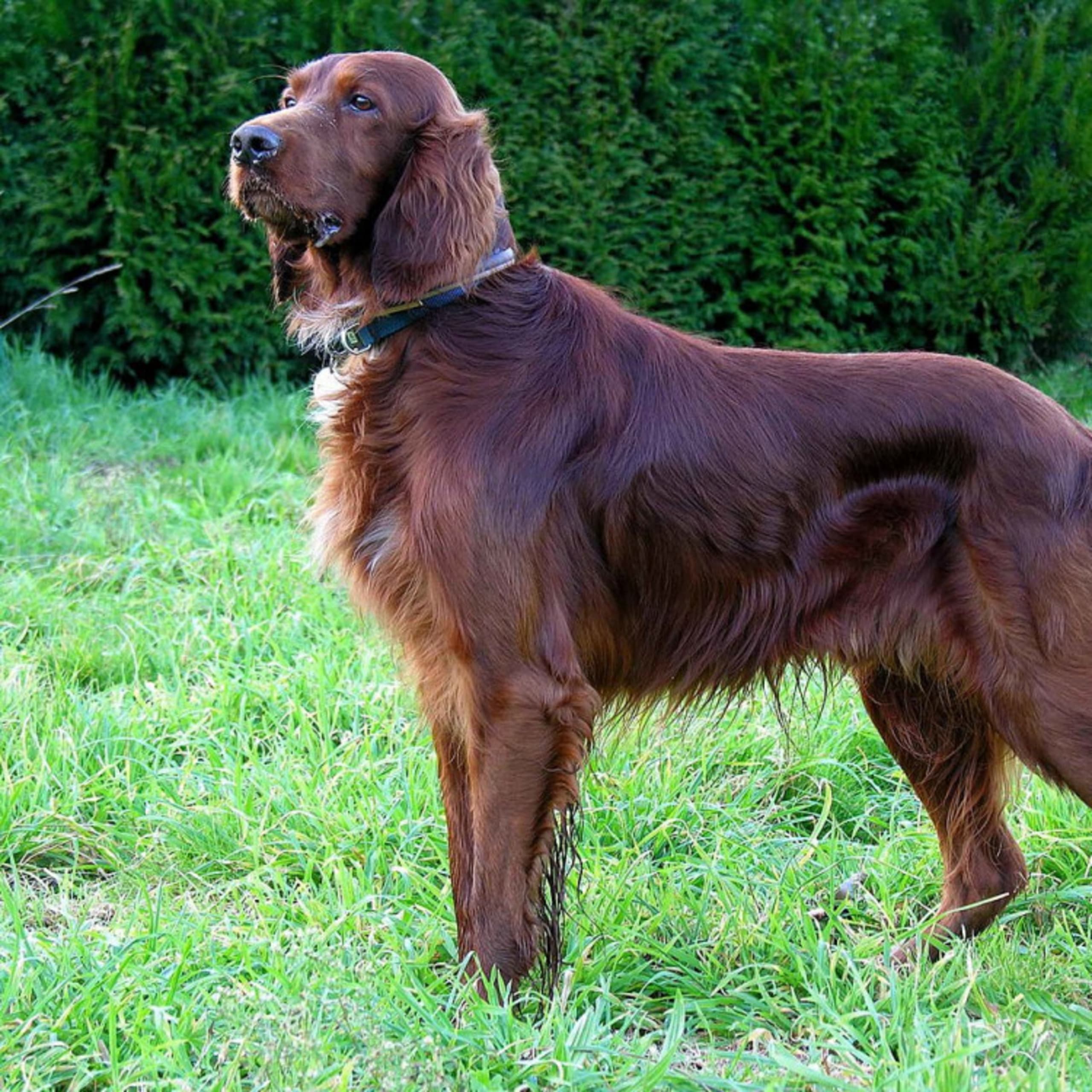 Irländsk setter