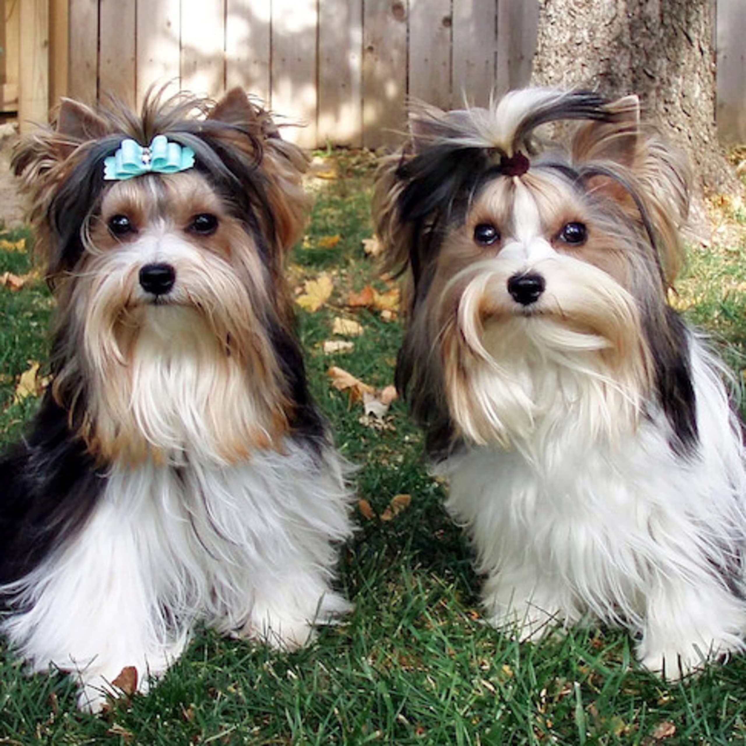 Biewer terrier