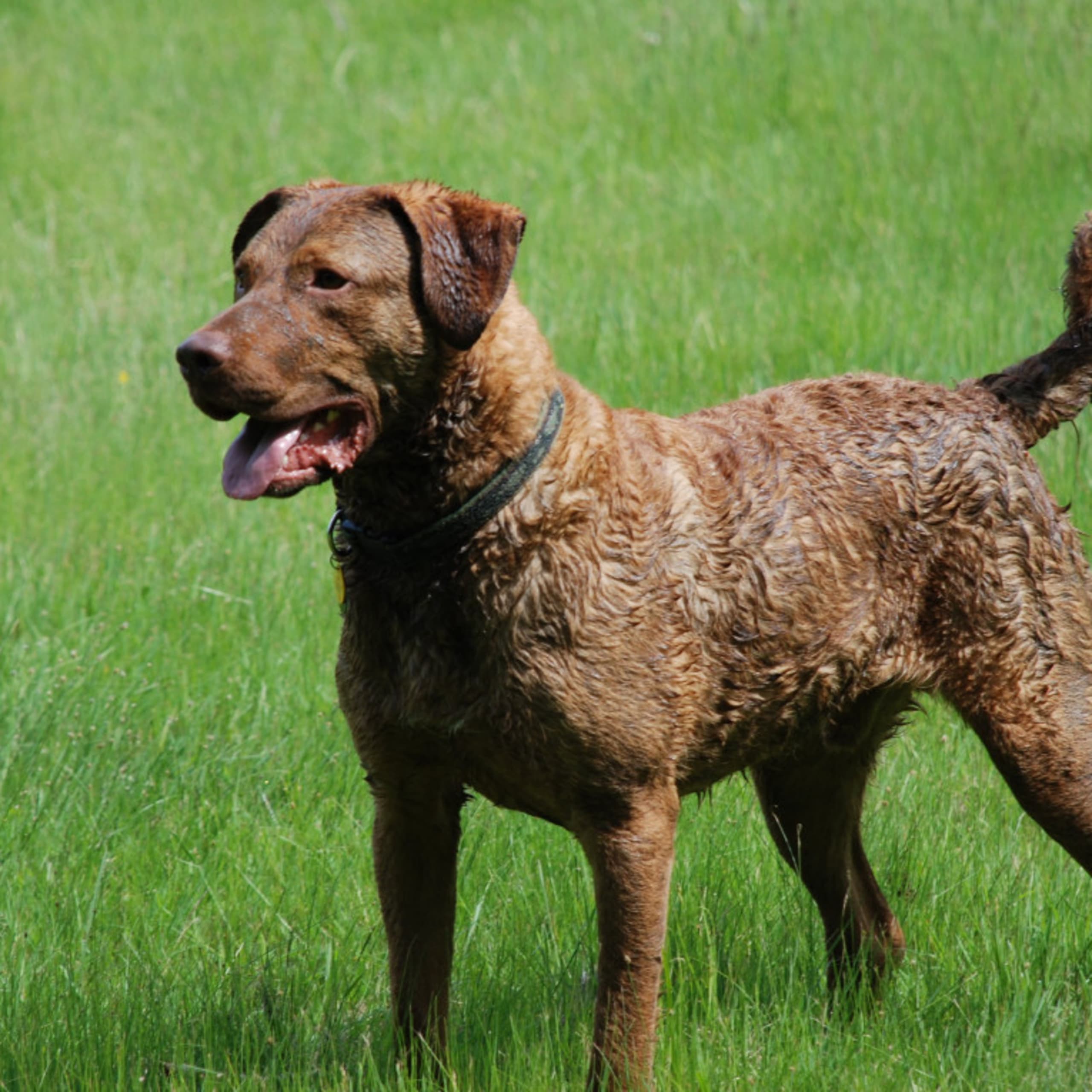 Chesapeake bay retriever