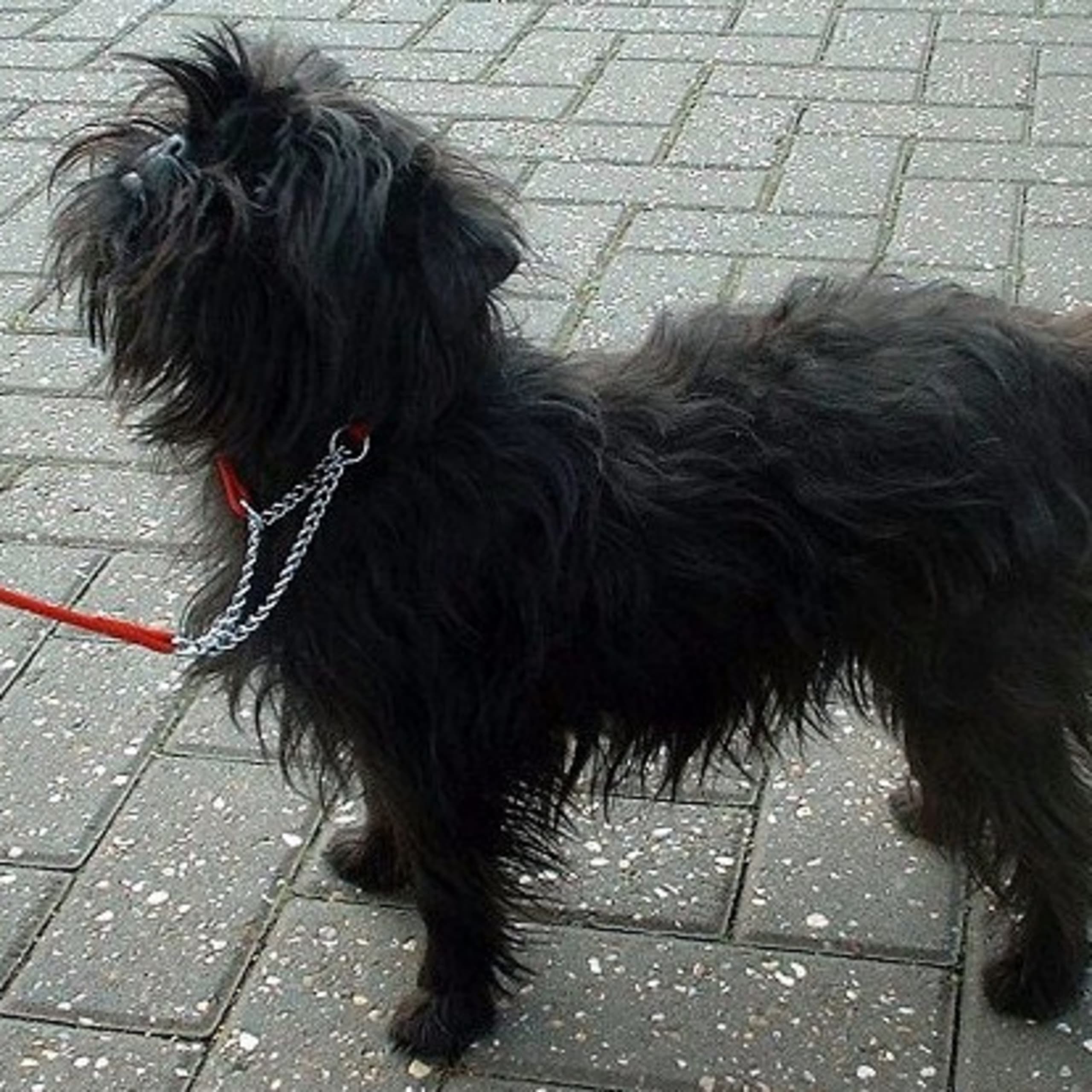 Affenpinscher