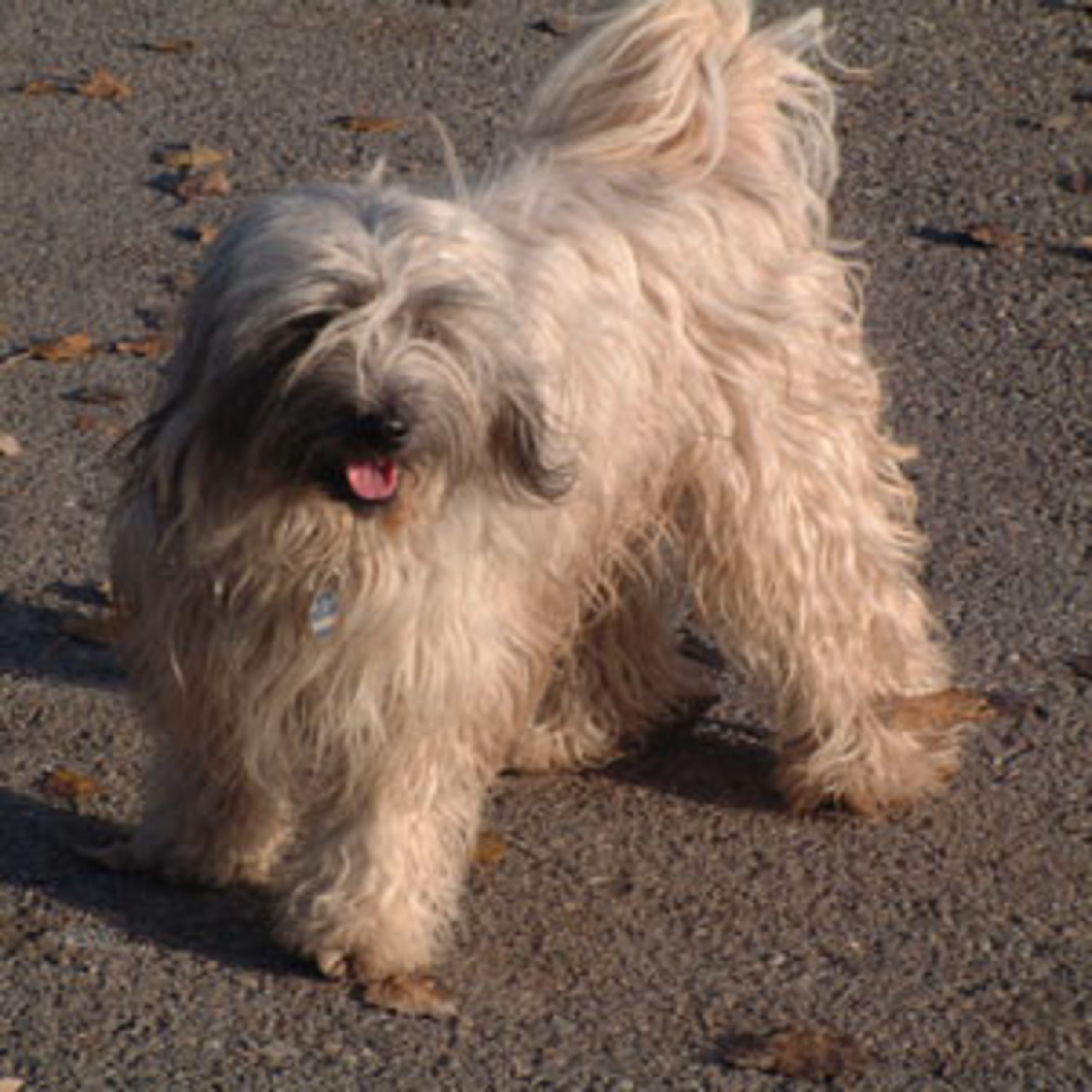 Tibetansk terrier