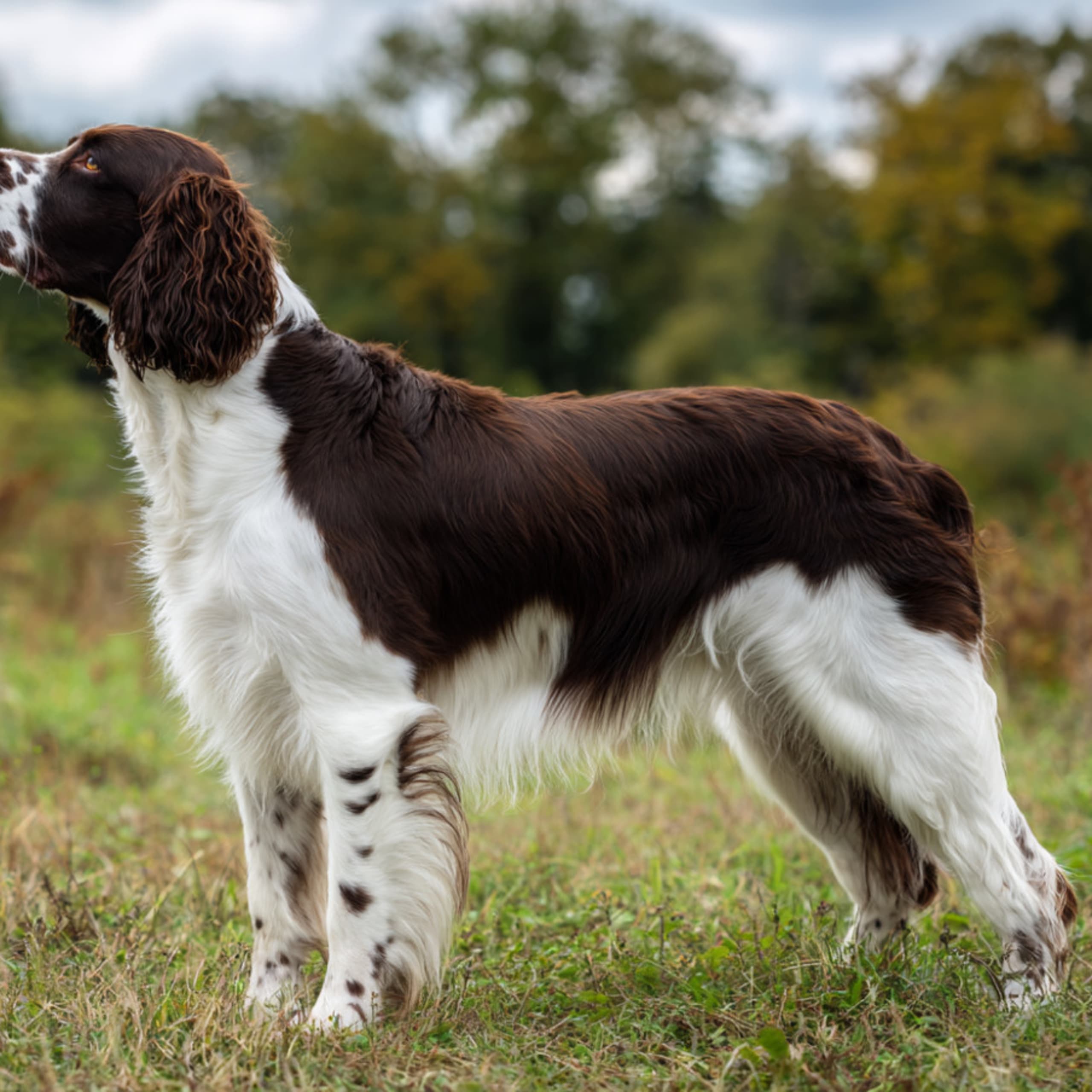 Engelsk springer spaniel