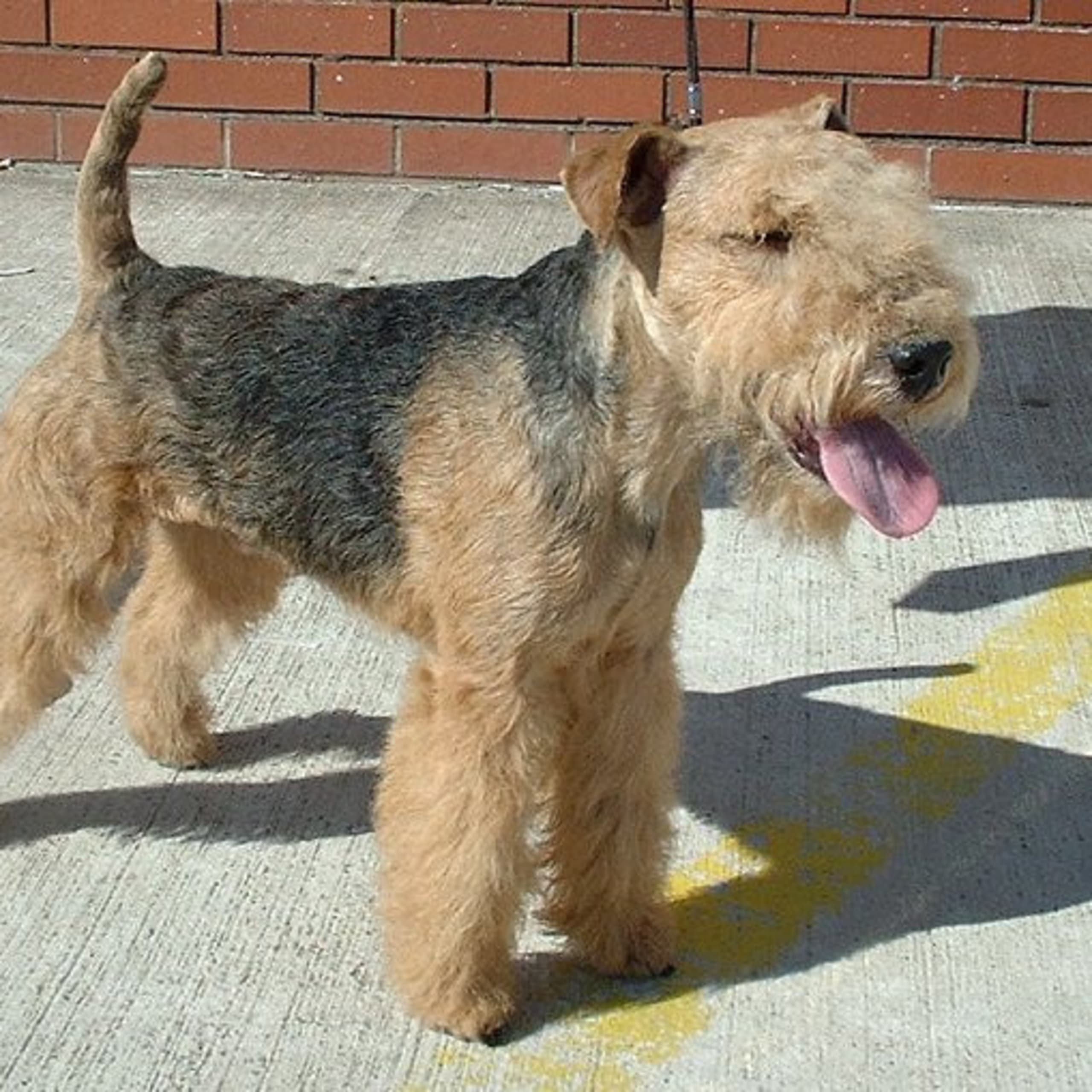 Lakelandterrier