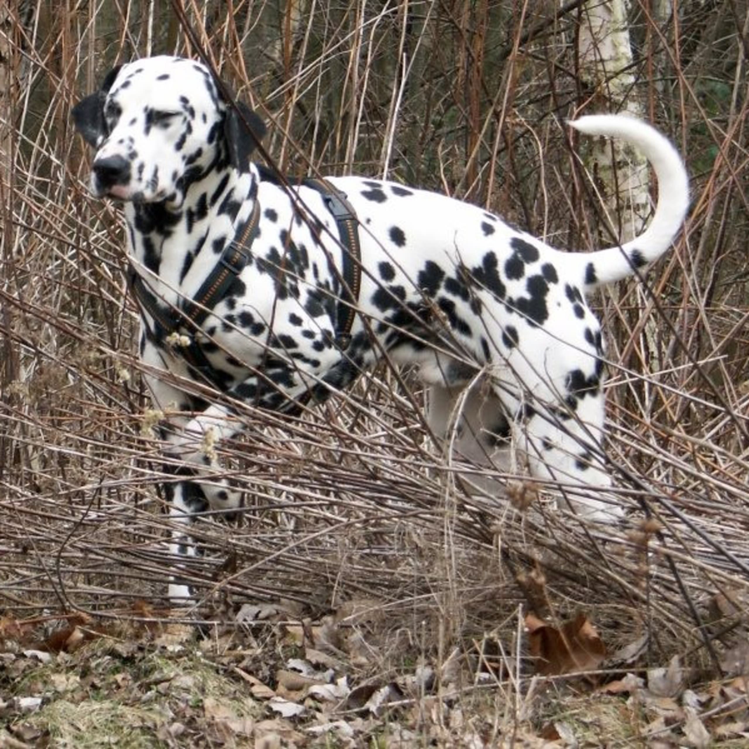 Dalmatiner