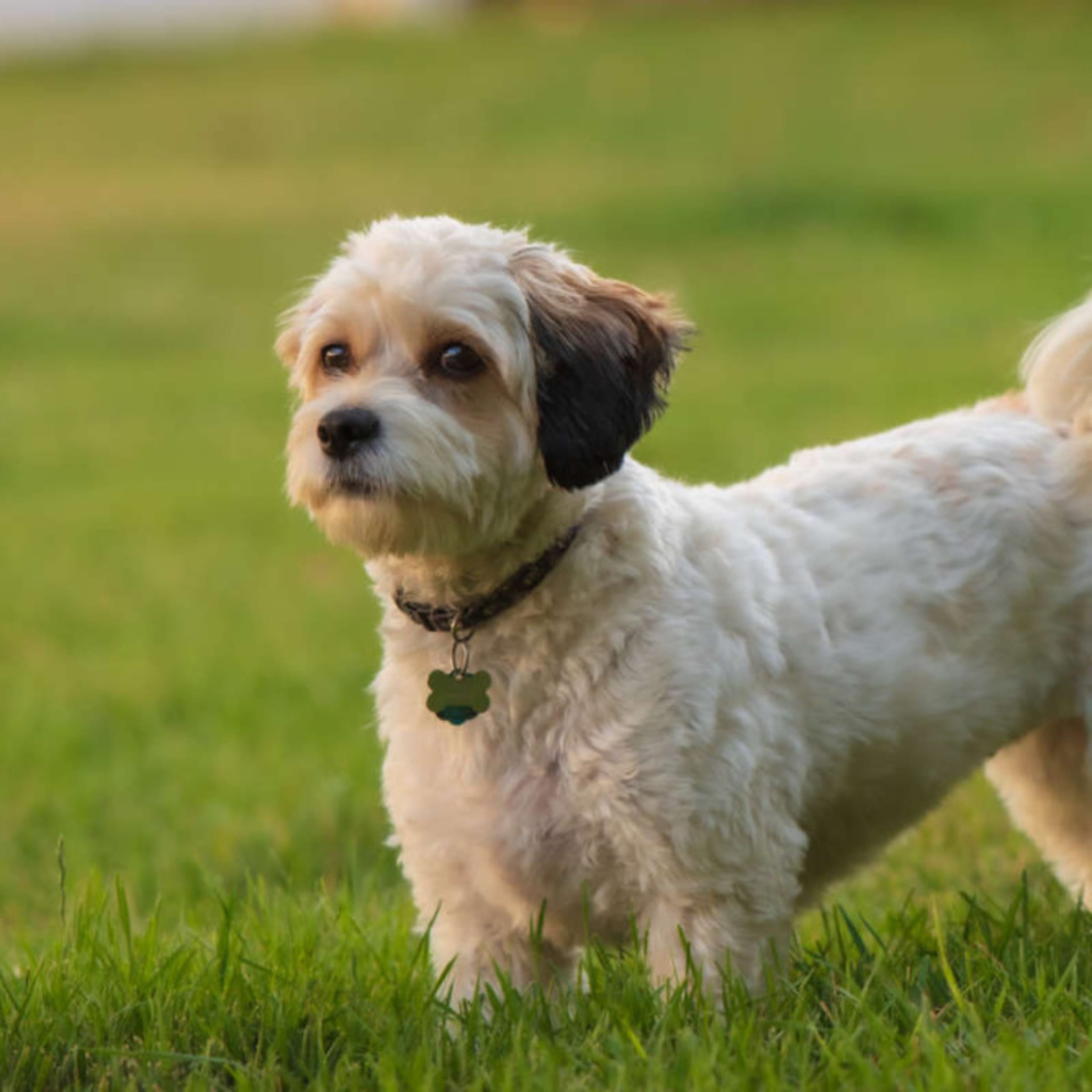 Cavachon