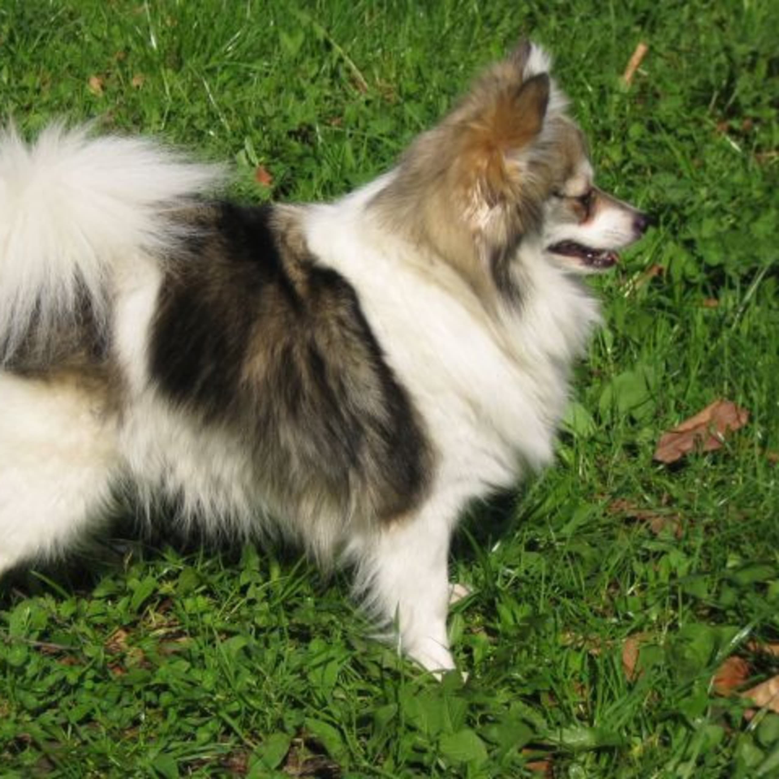 Tysk spets – kleinspitz