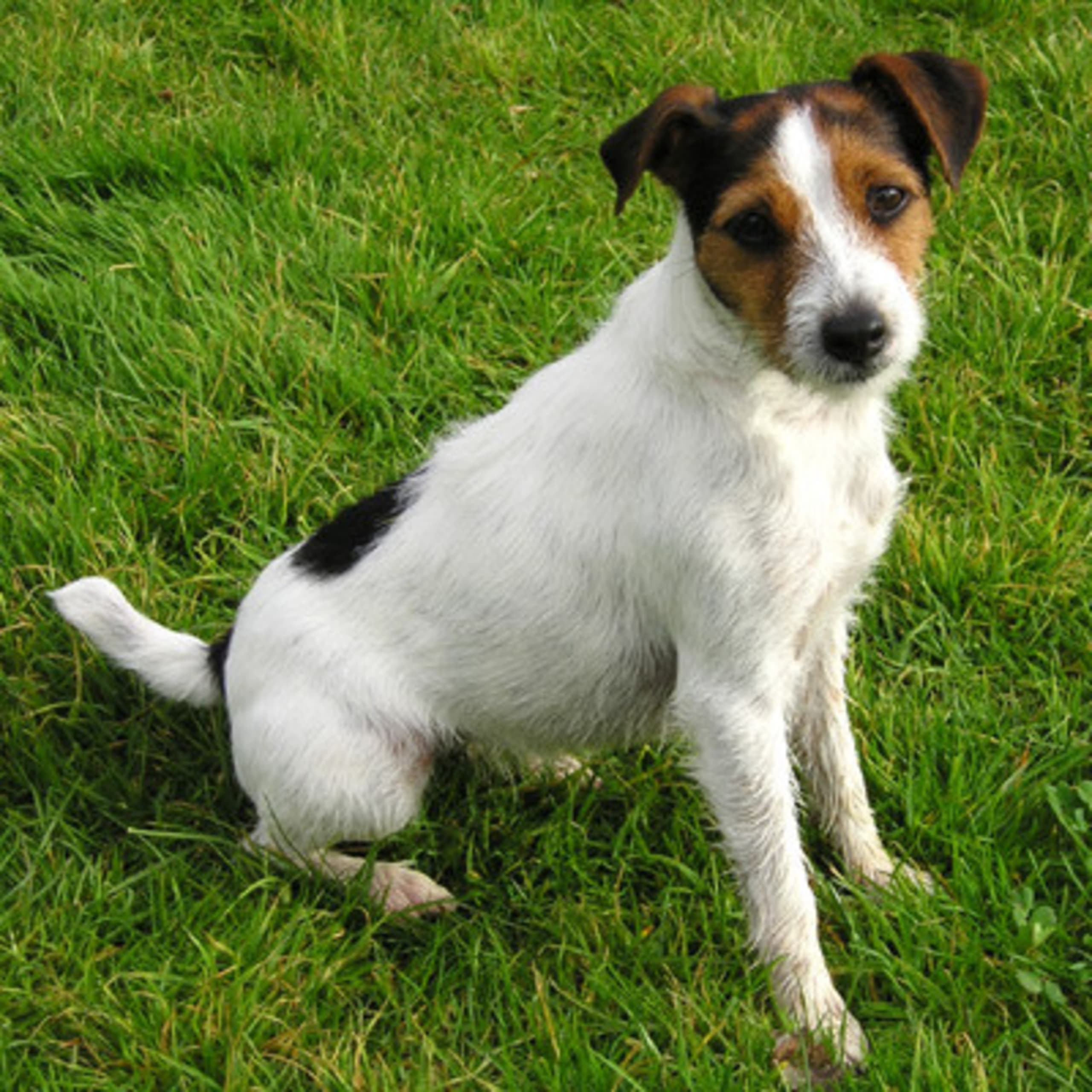 Parson russell terrier