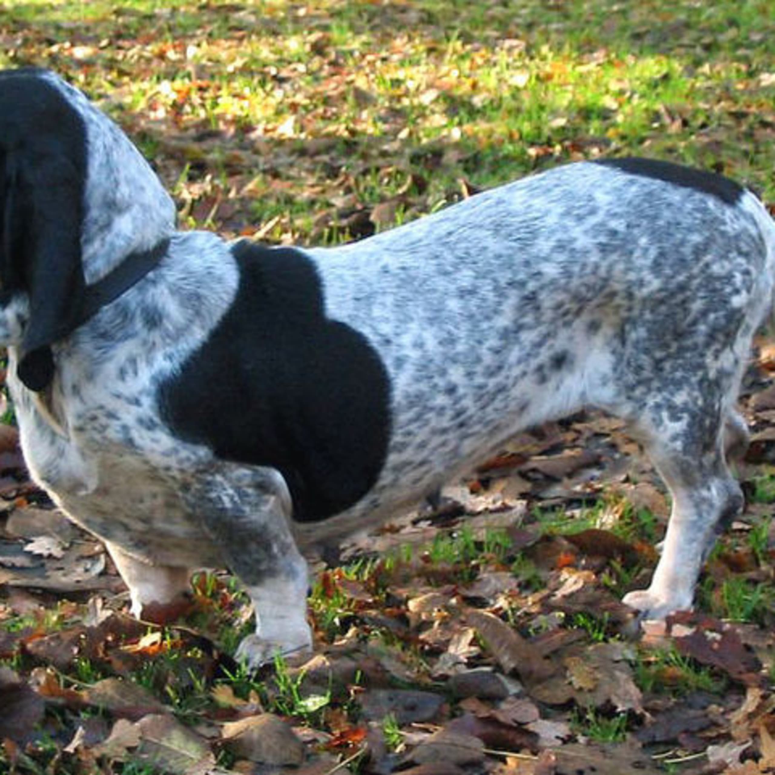 Basset bleu de gascogne