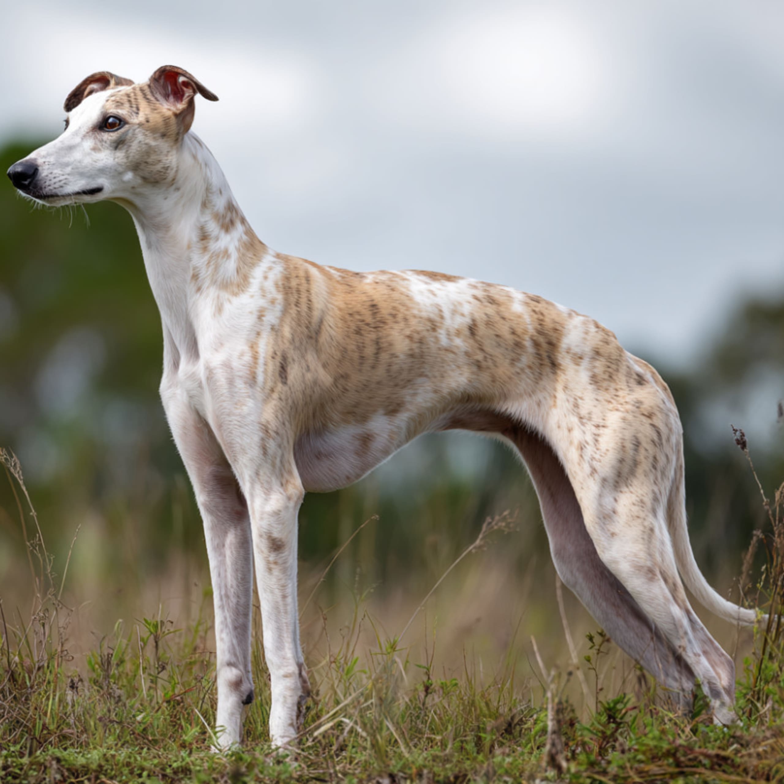 Whippet