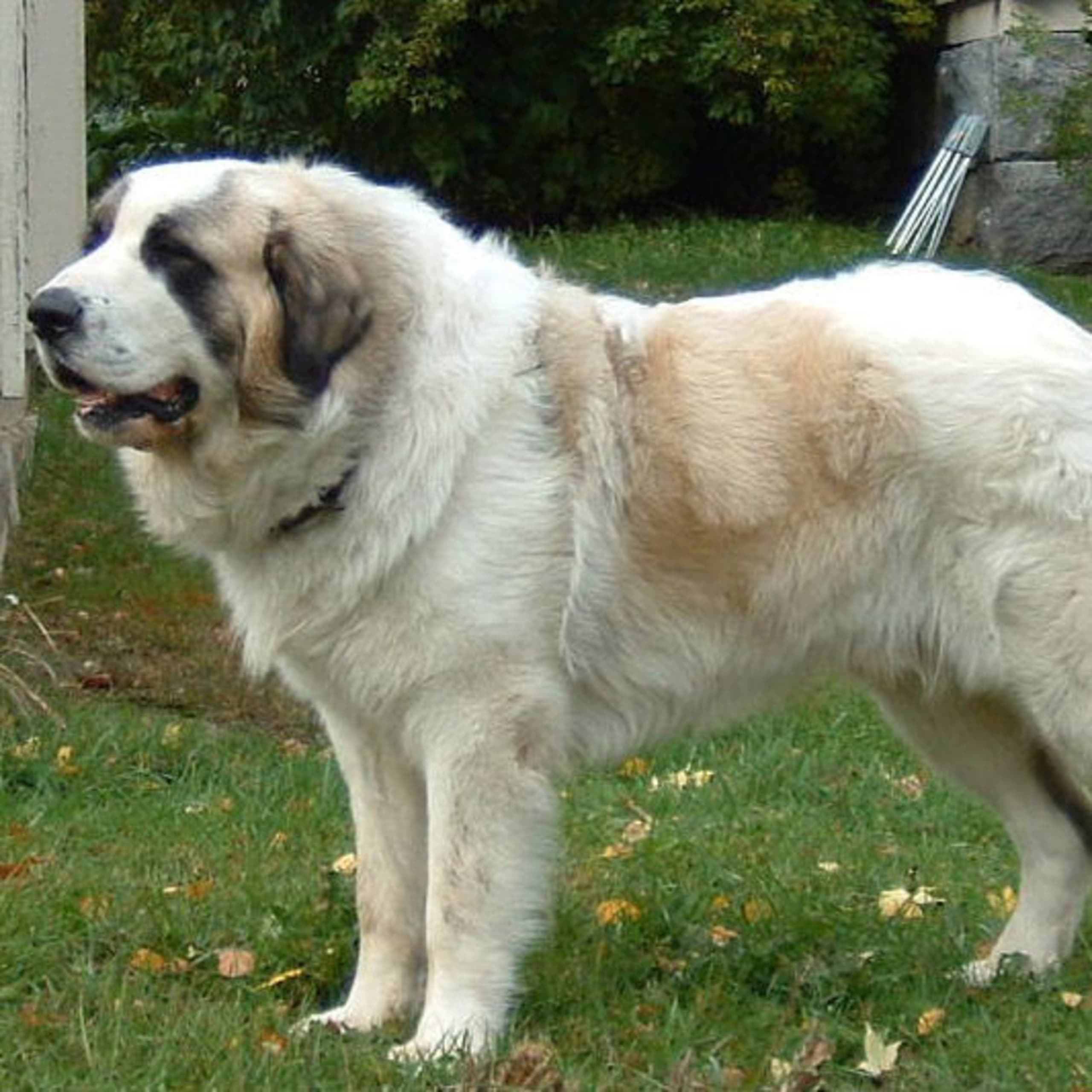 Pyreneisk mastiff
