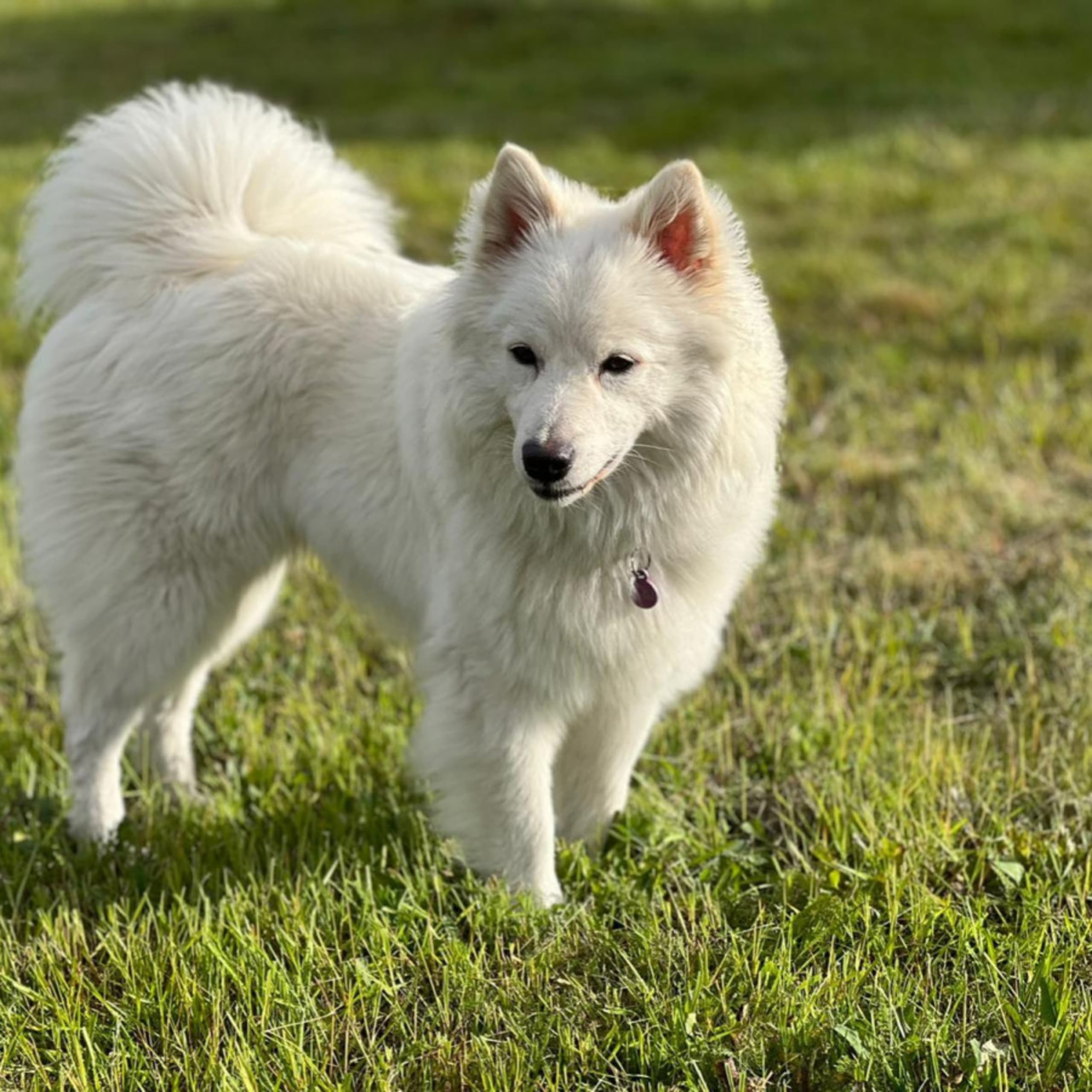 German Spitz – jättestor
