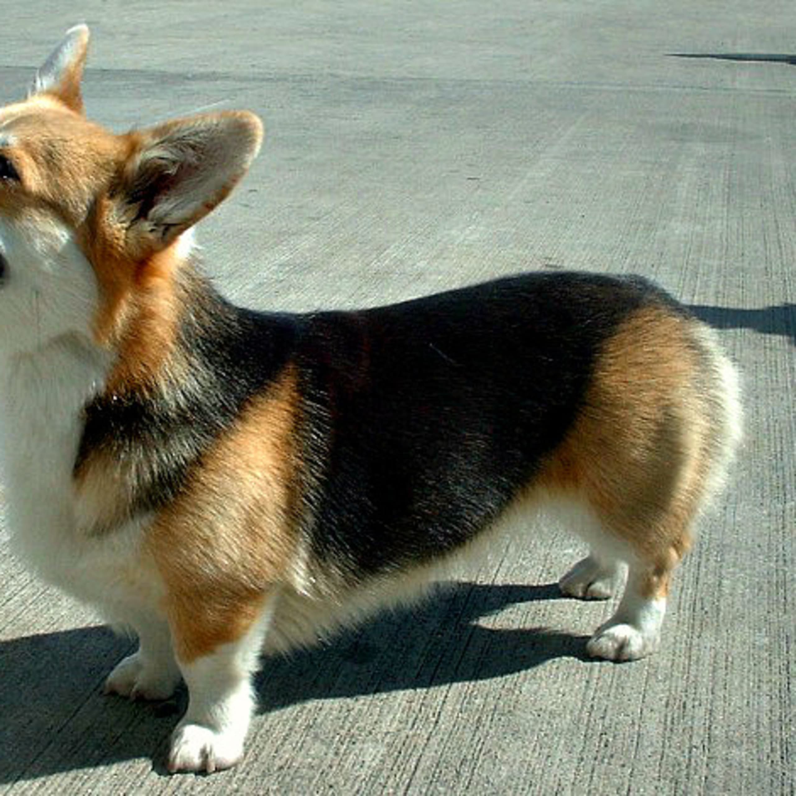 Welsh corgi pembroke