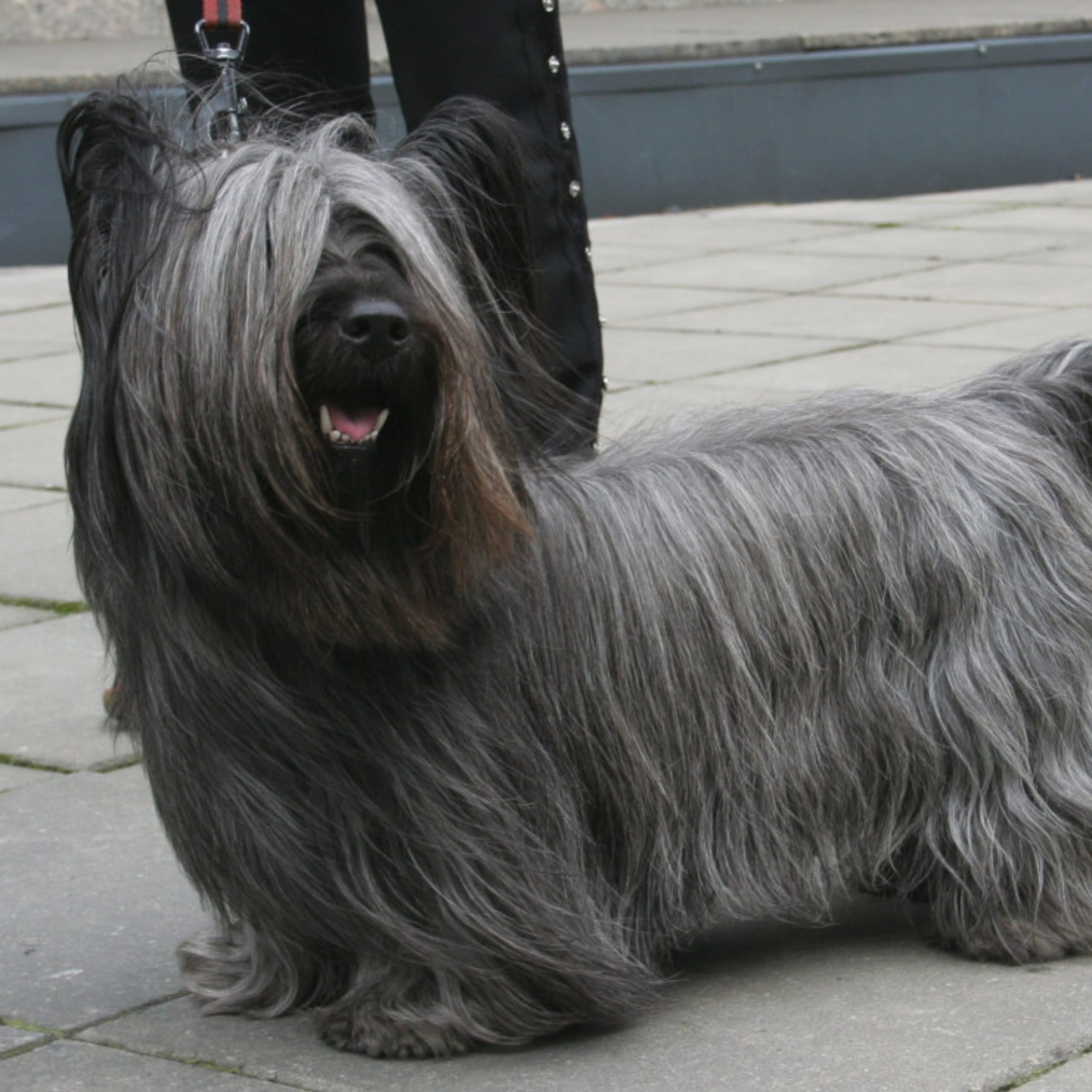Skyeterrier