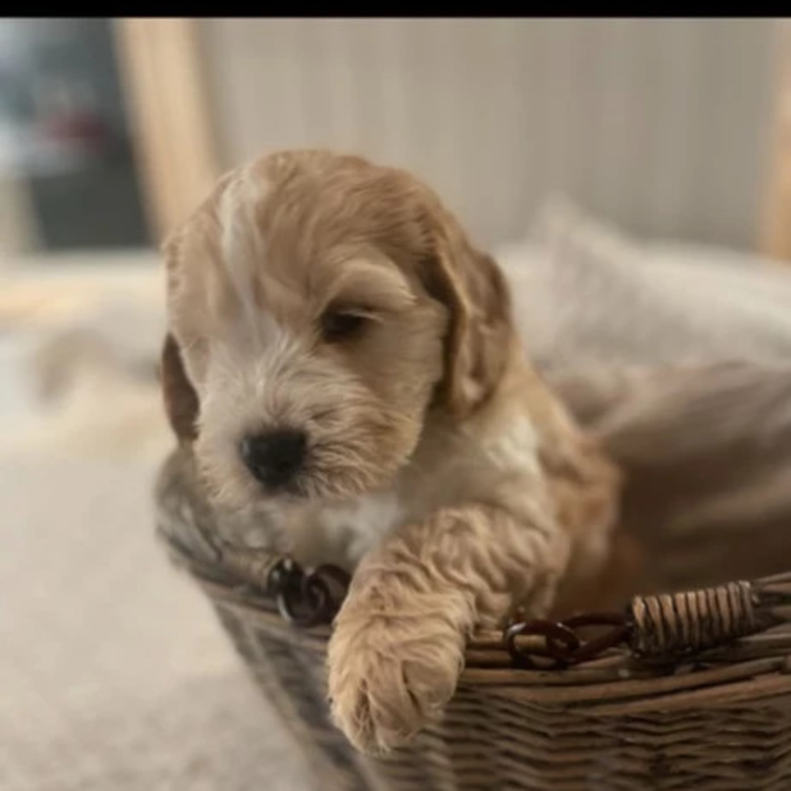 Cockerpoo