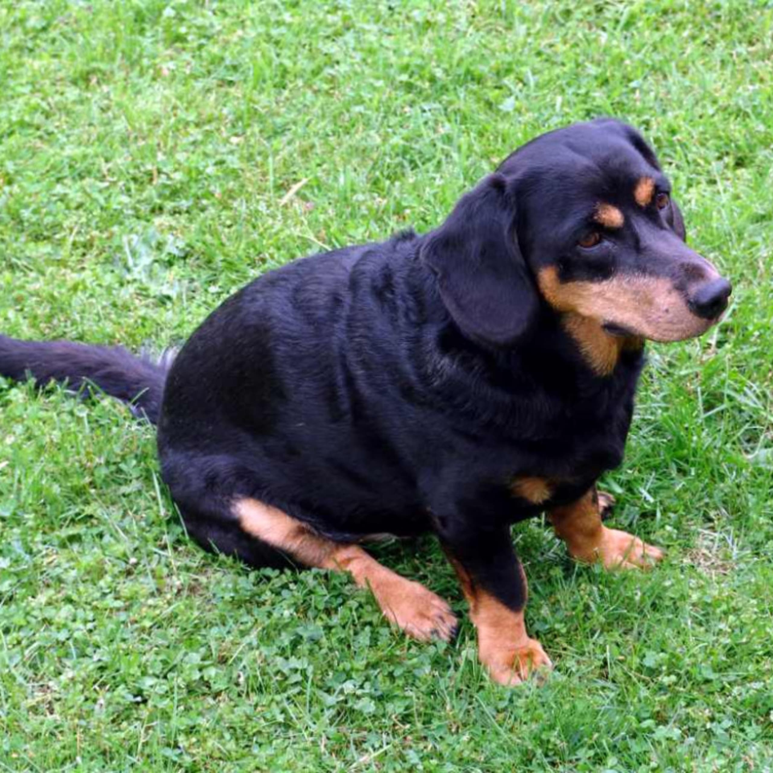 Alpenländische dachsbracke