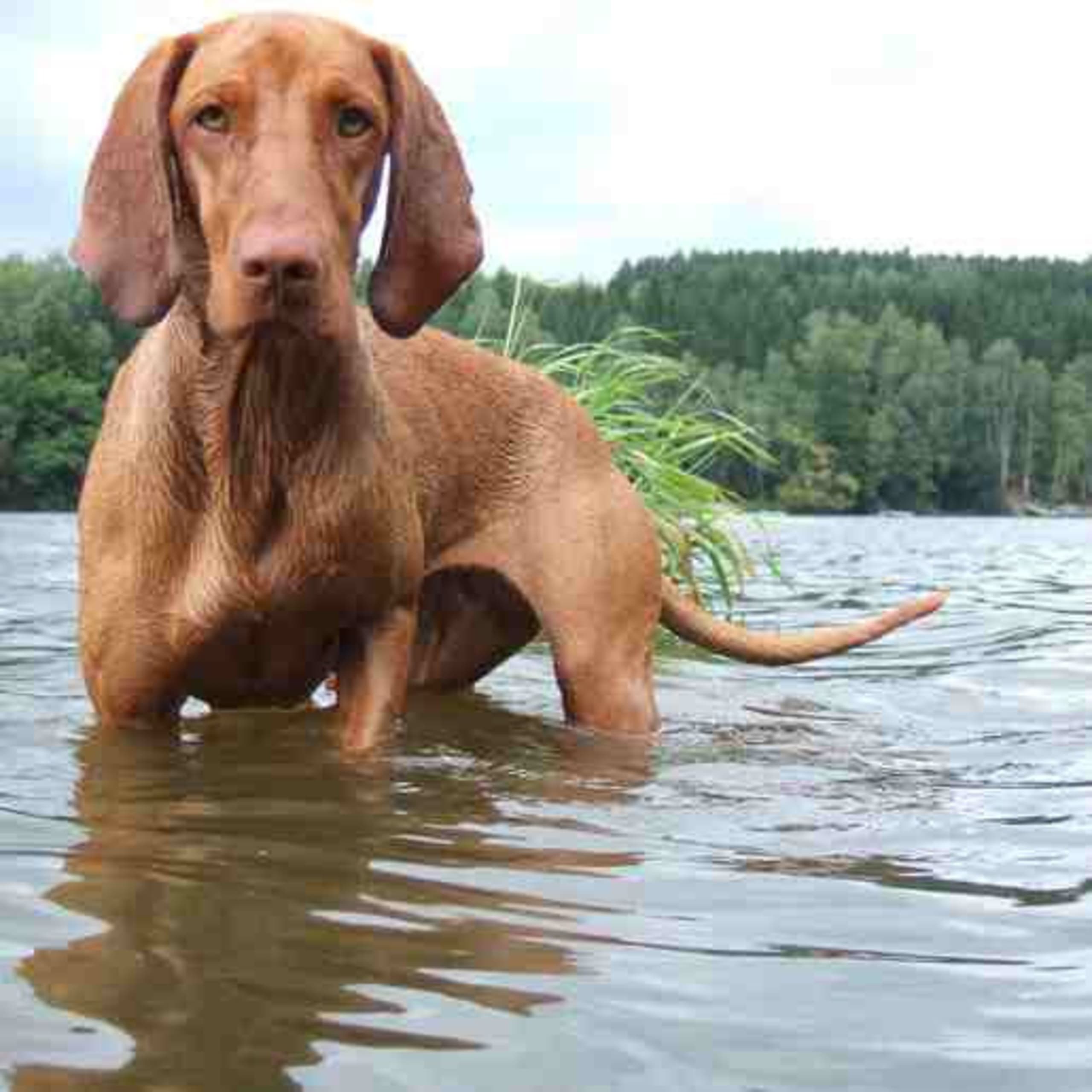 Ungersk vizsla