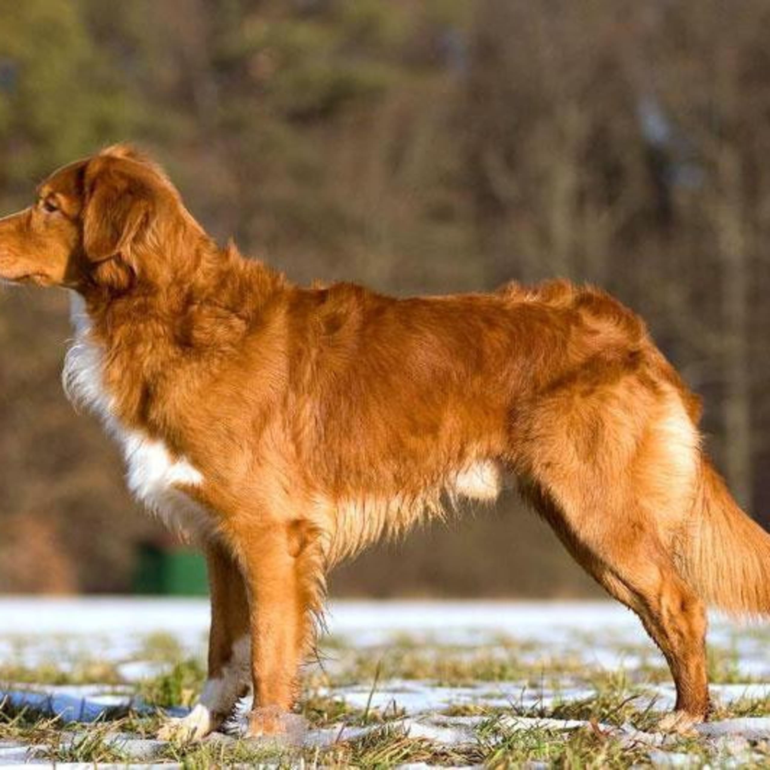 Nova scotia duck tolling retriever