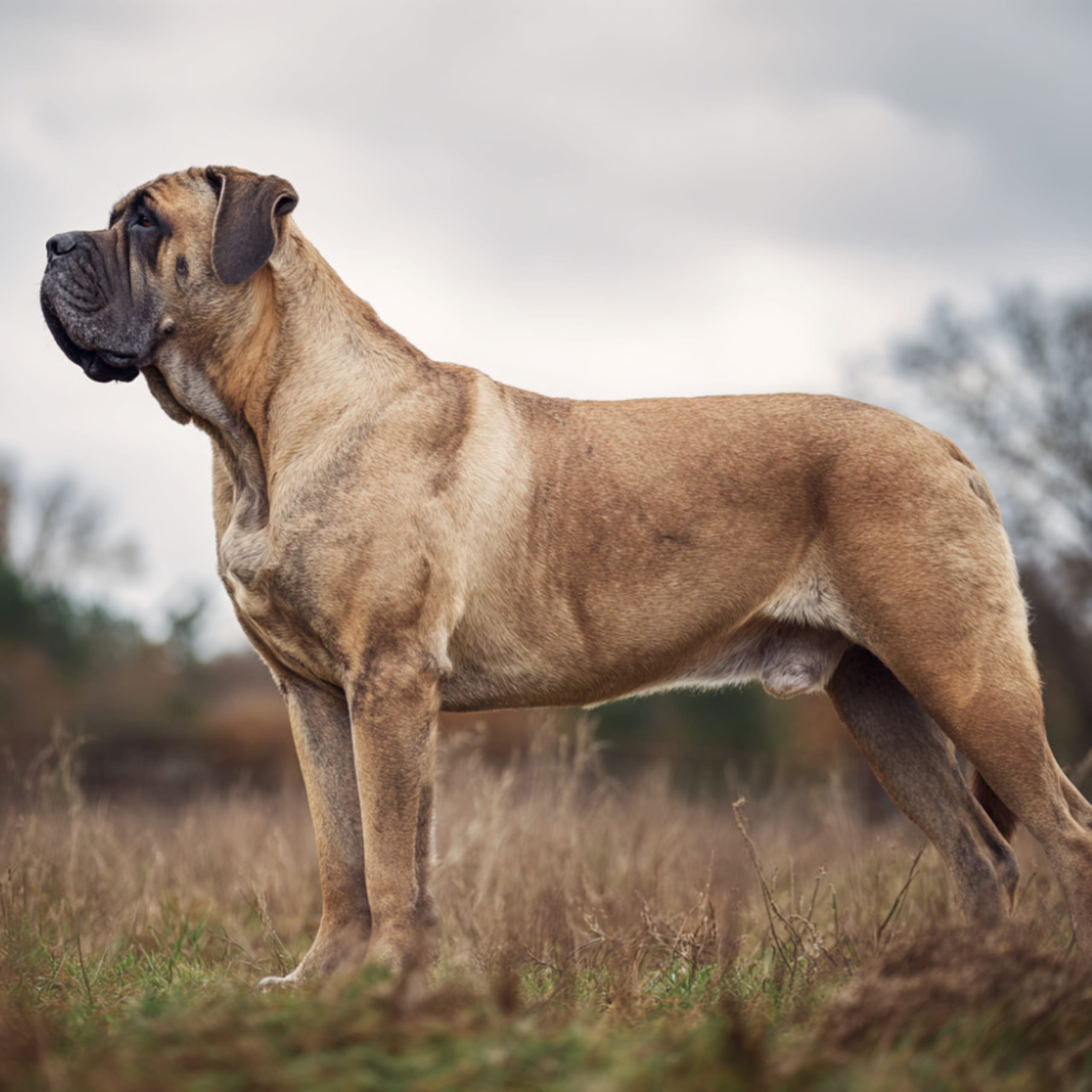 Mastiff