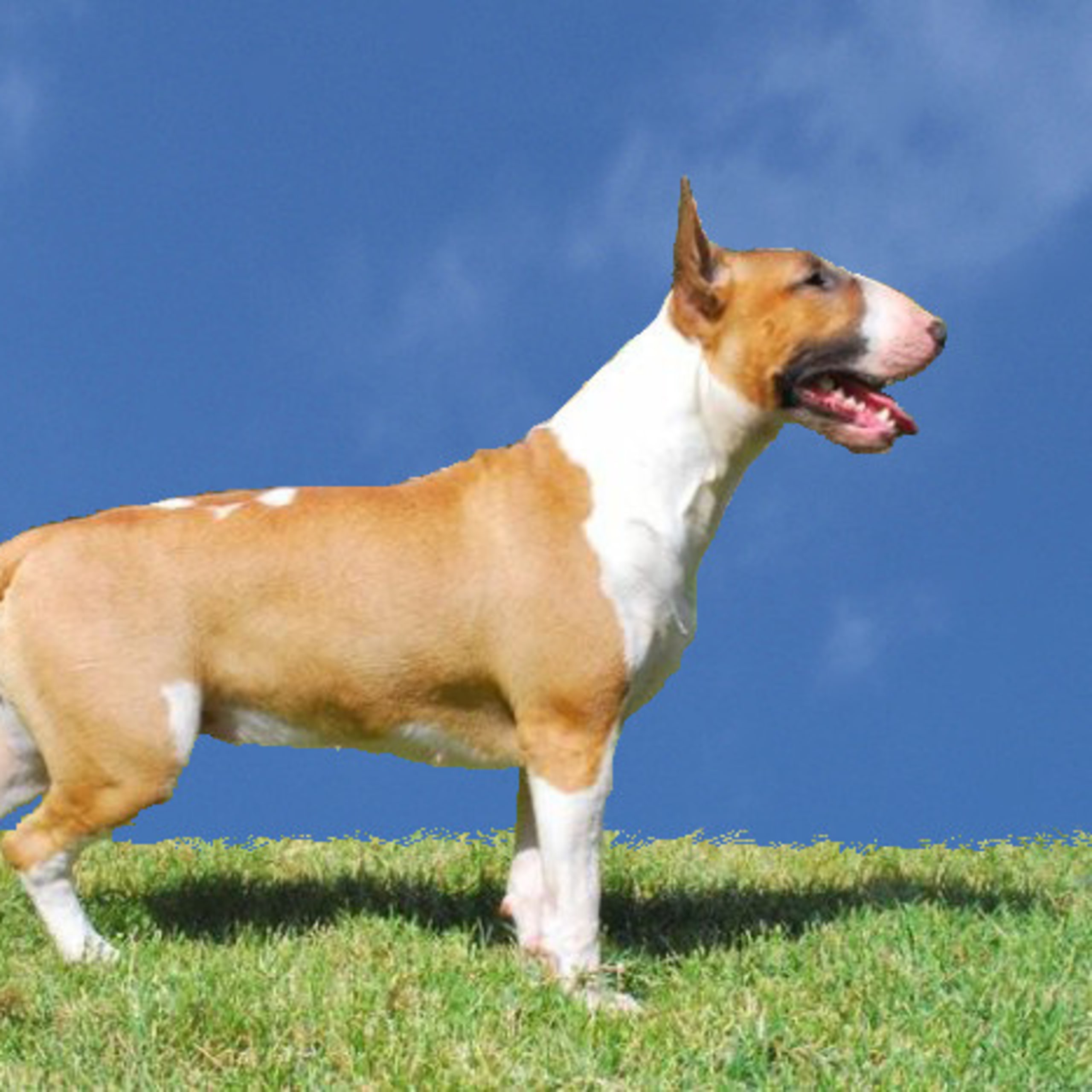 Bullterrier
