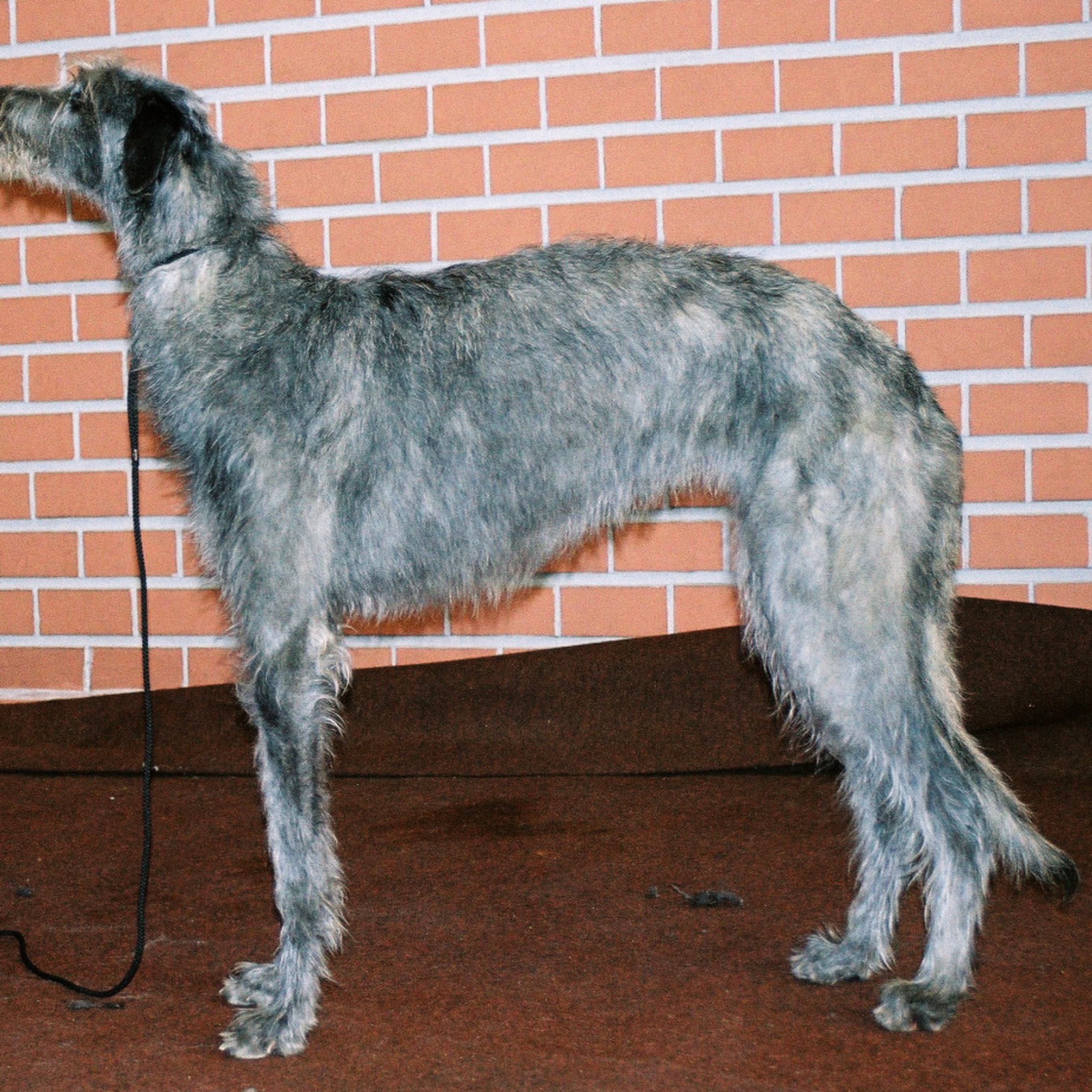 Skotsk hjorthund