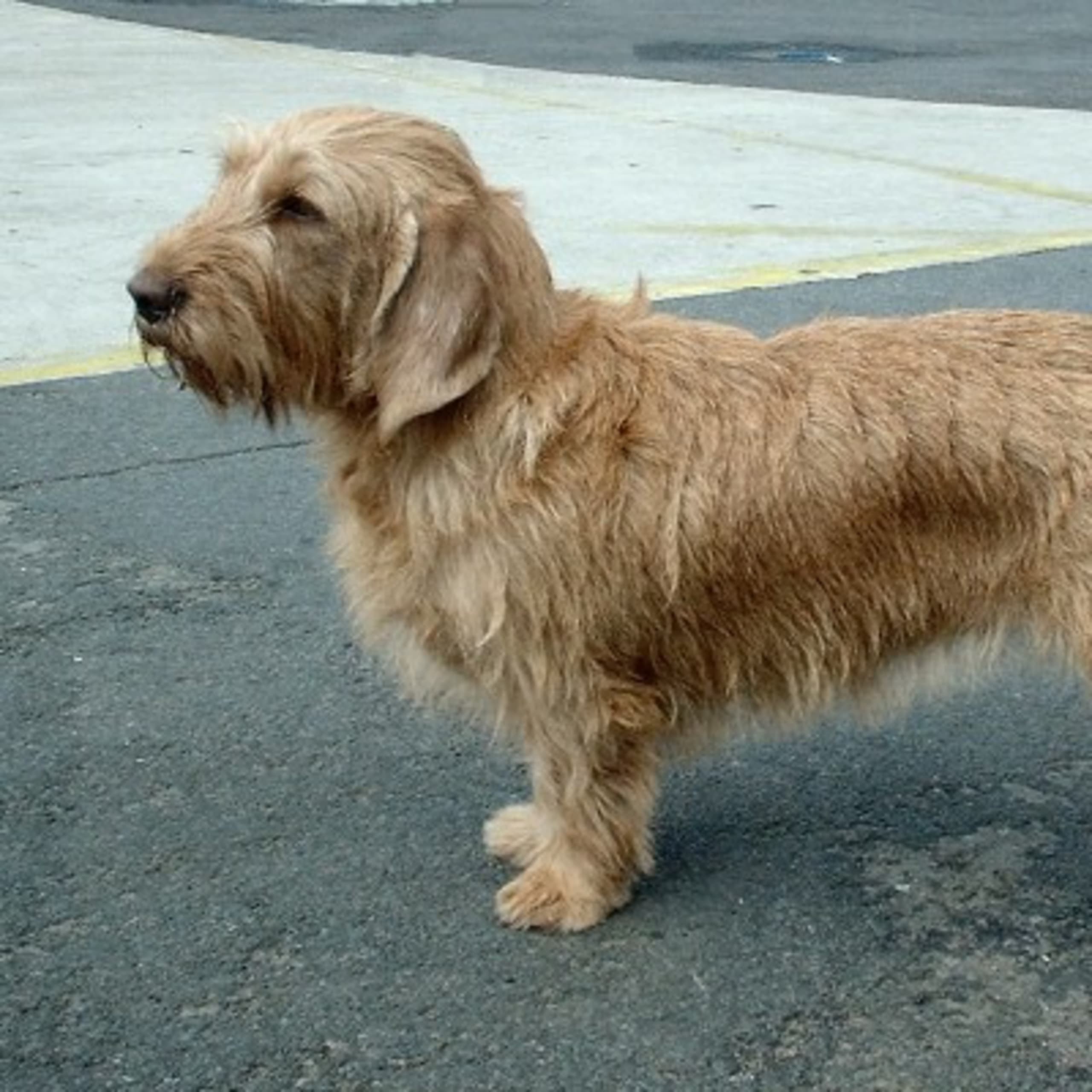 Basset fauve de Bretagne