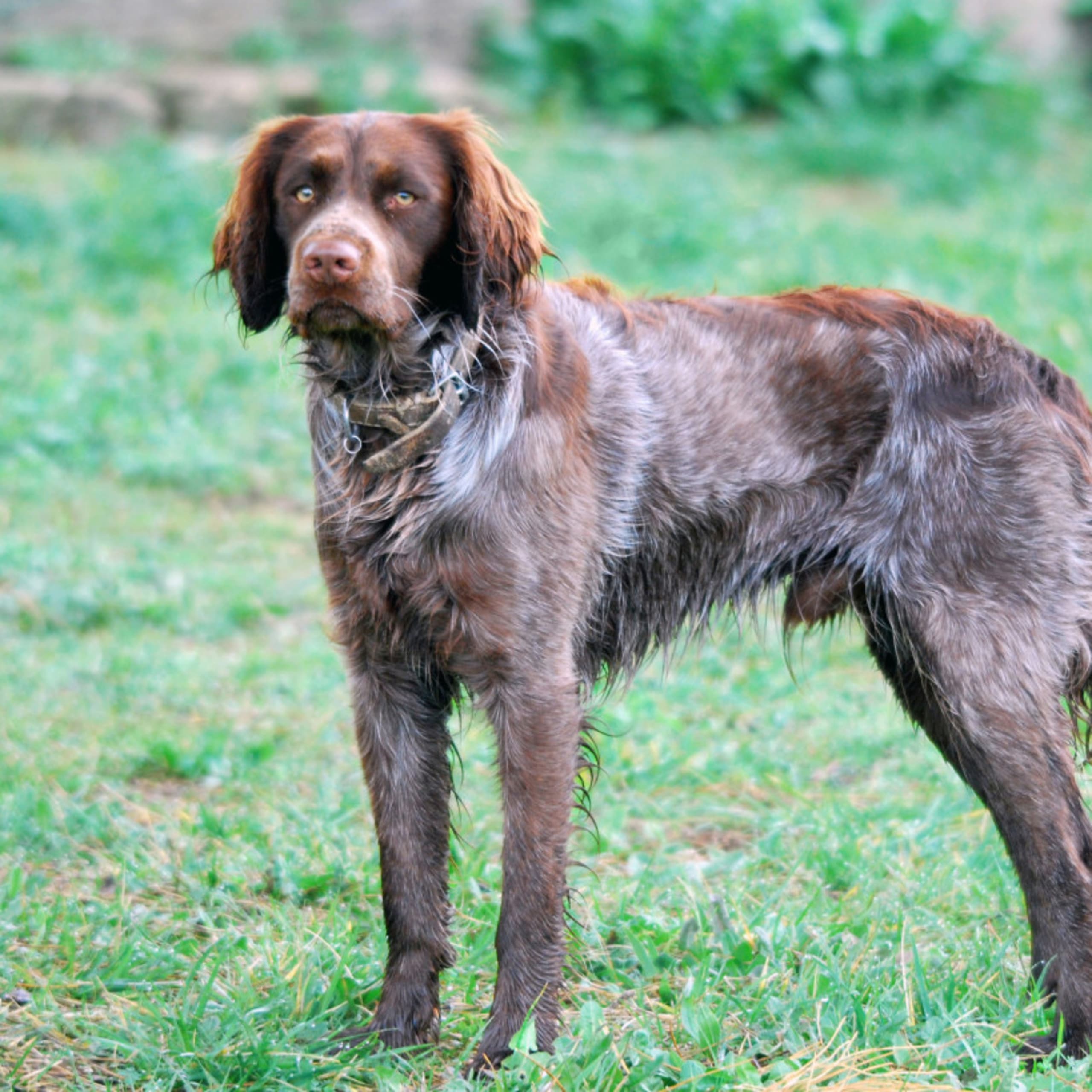 Saint-Usuge-spaniel