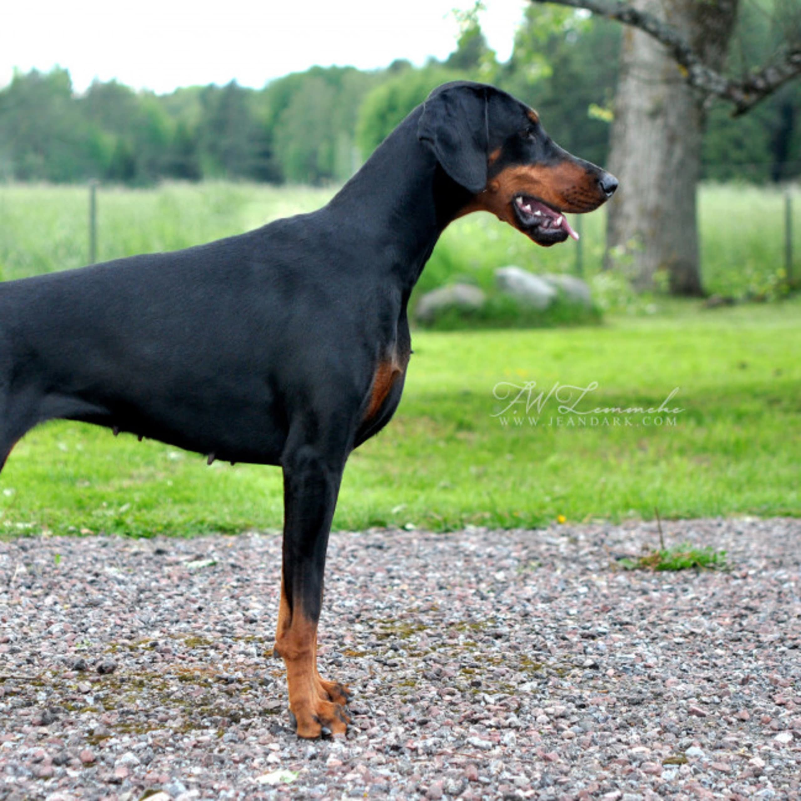 Dobermann