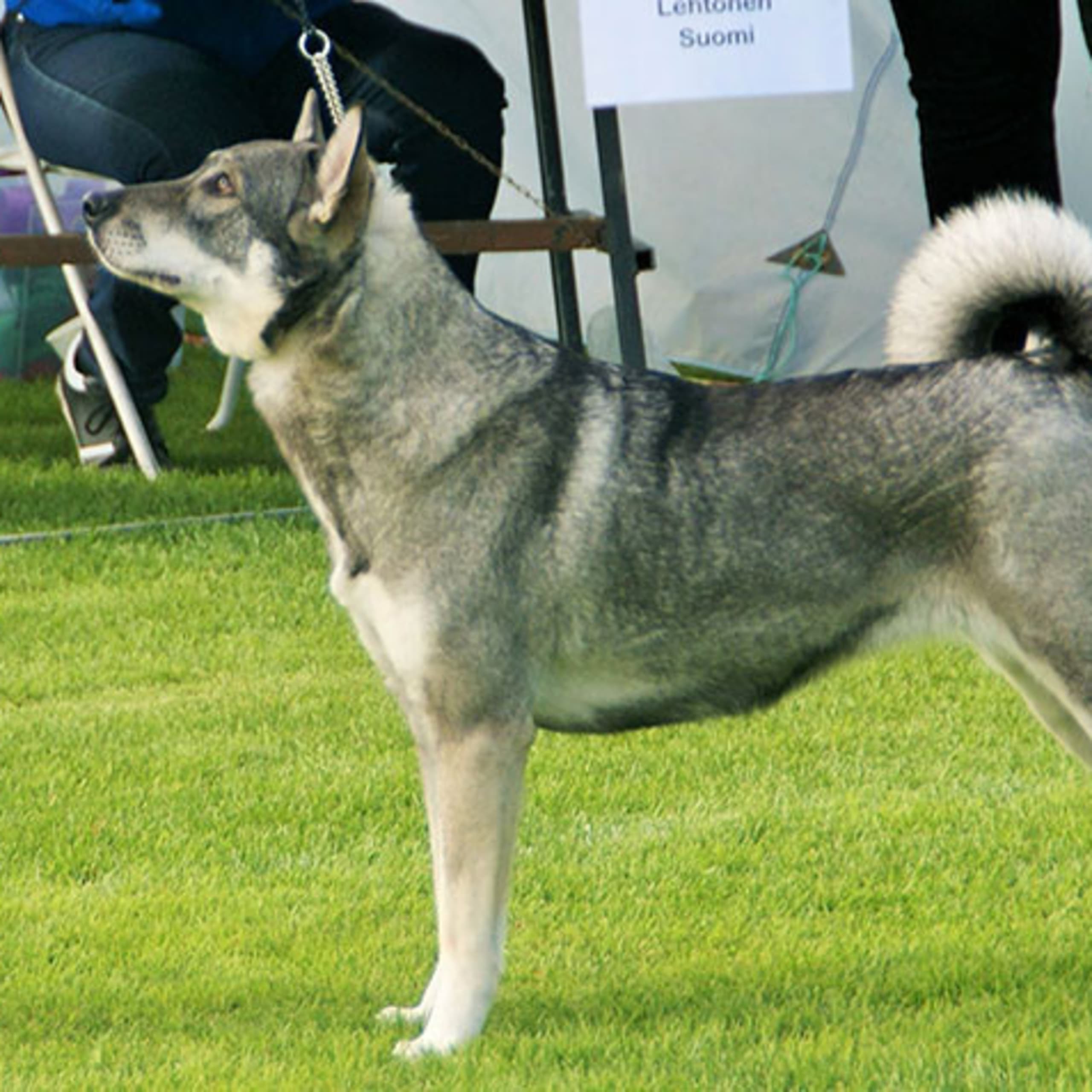 Jämthund