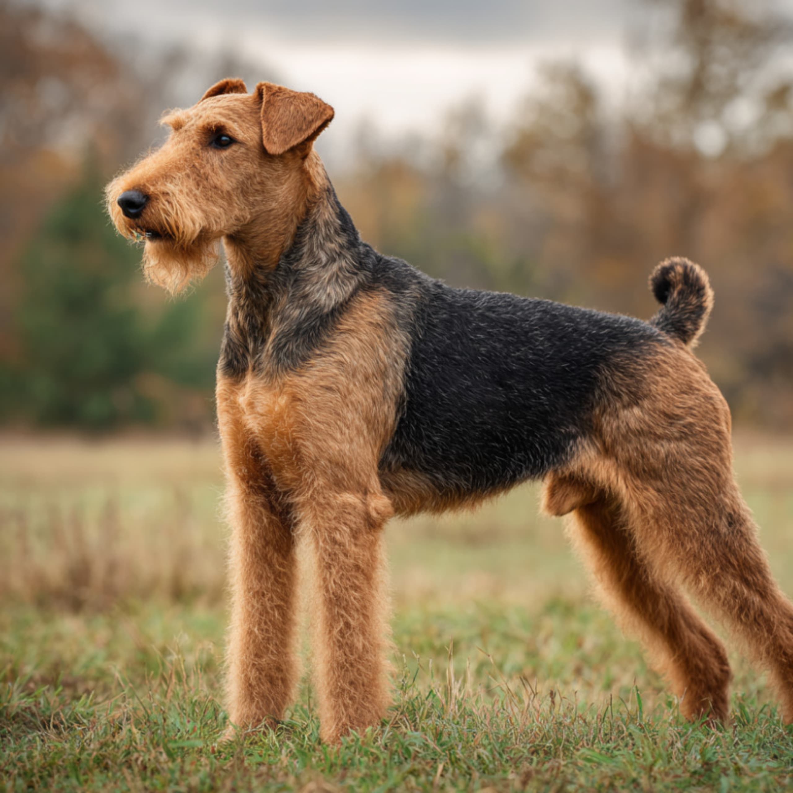 Airedaleterrier