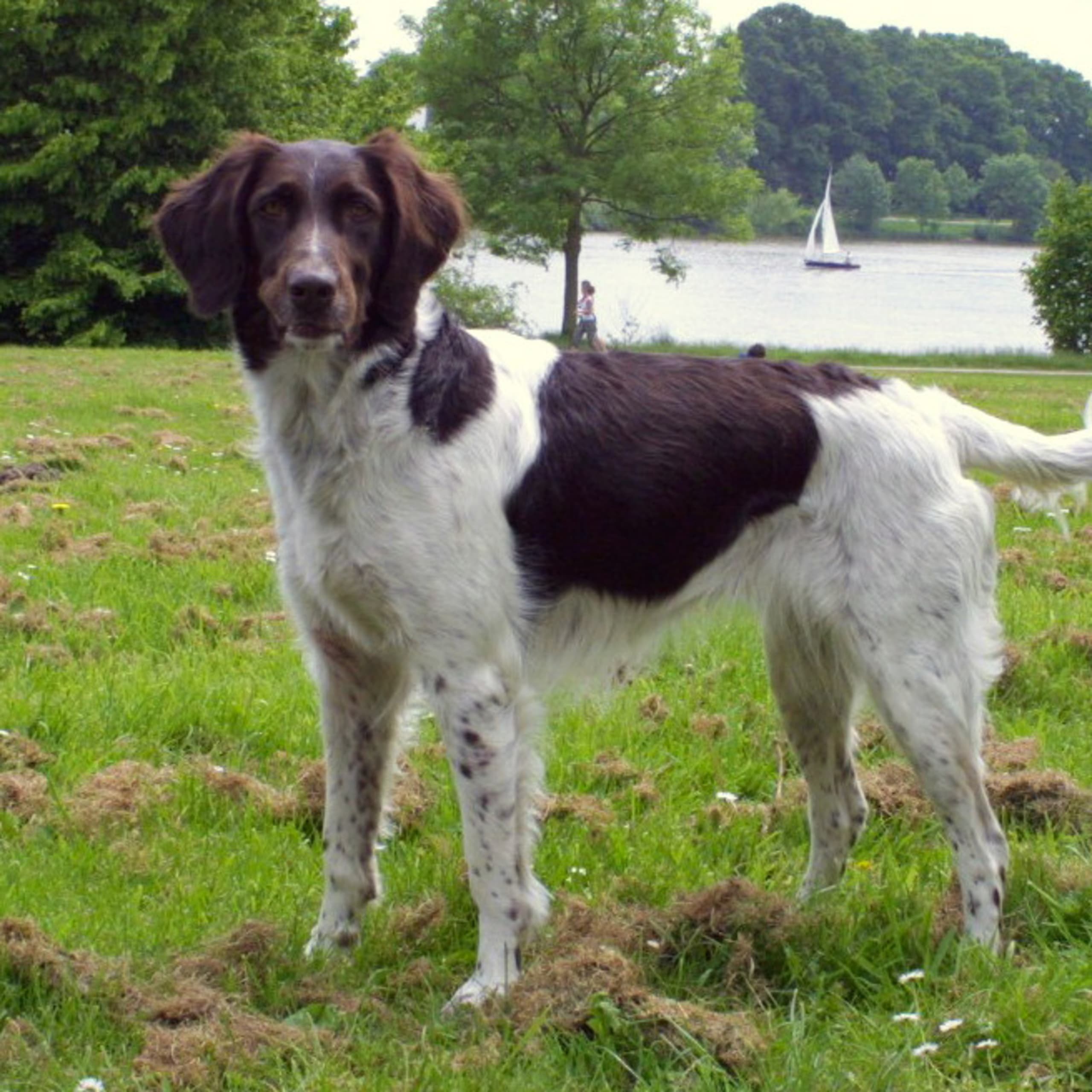 Kleiner münsterländer