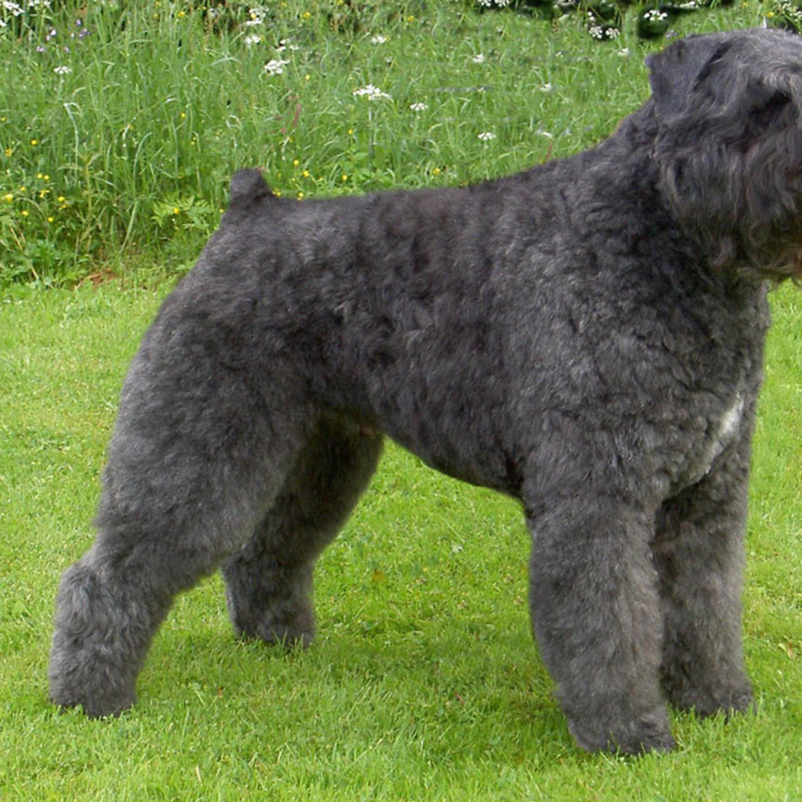 Bouvier des flandres