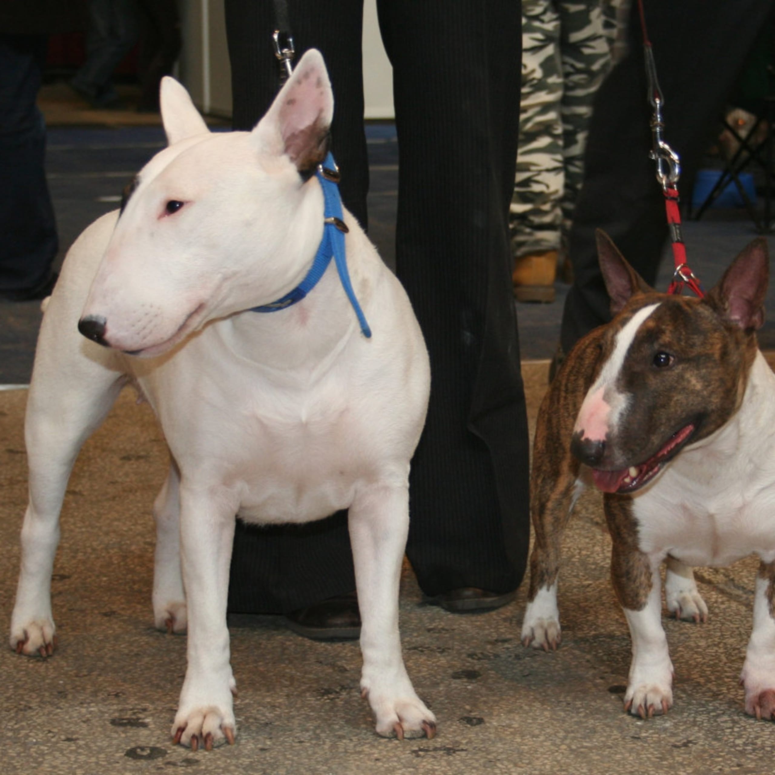 Miniatyrbullterrier