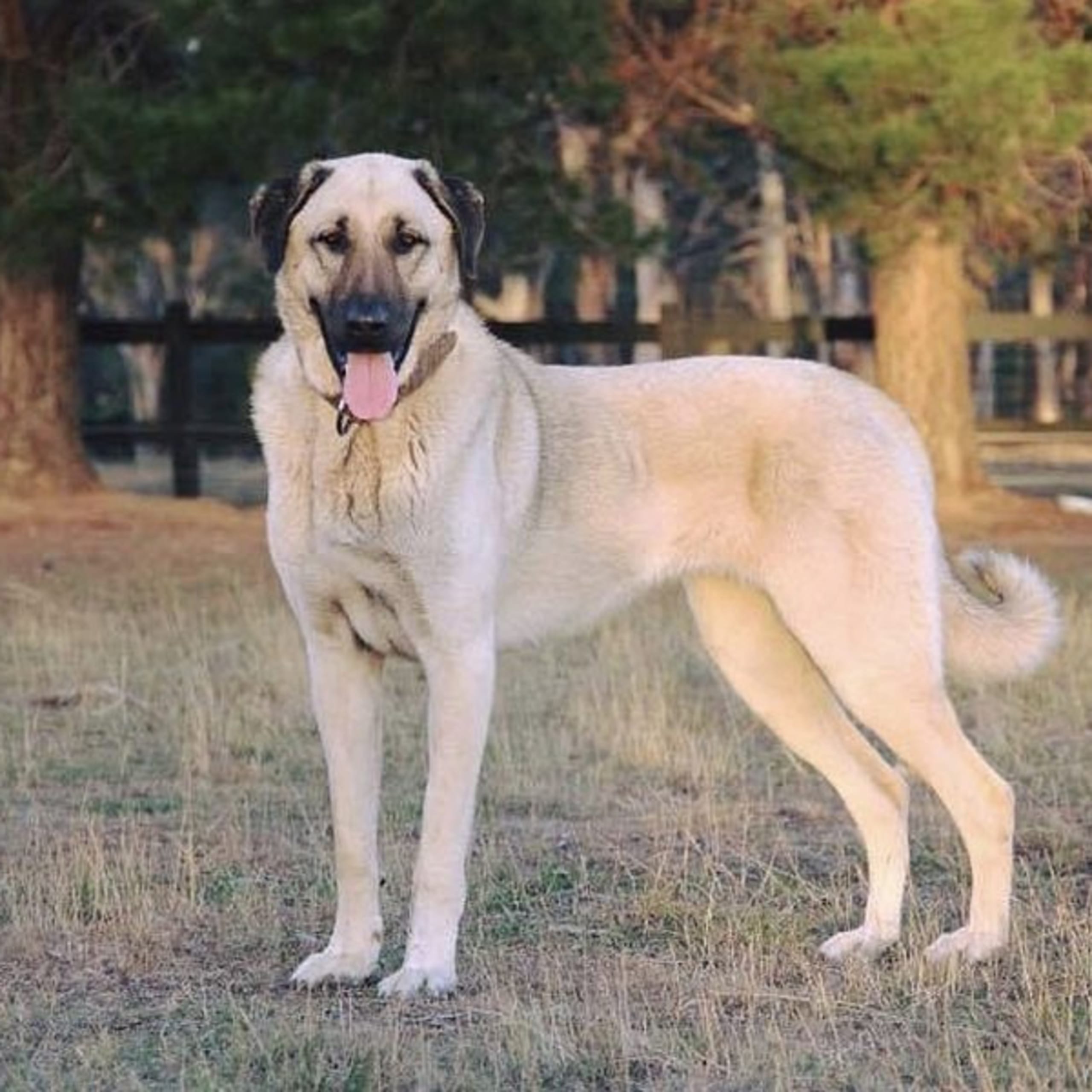 Kangal çoban köpegi