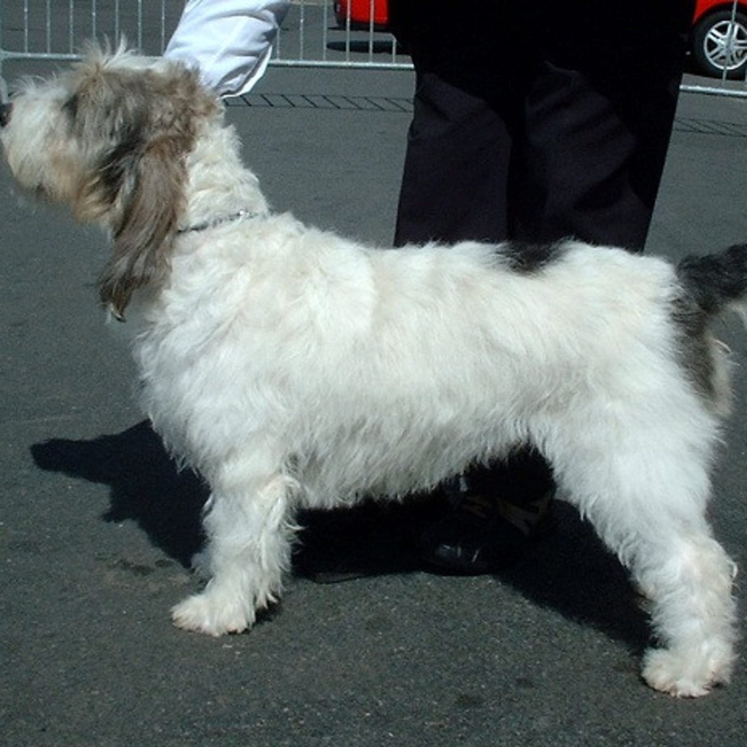 Grand basset griffon vendéen