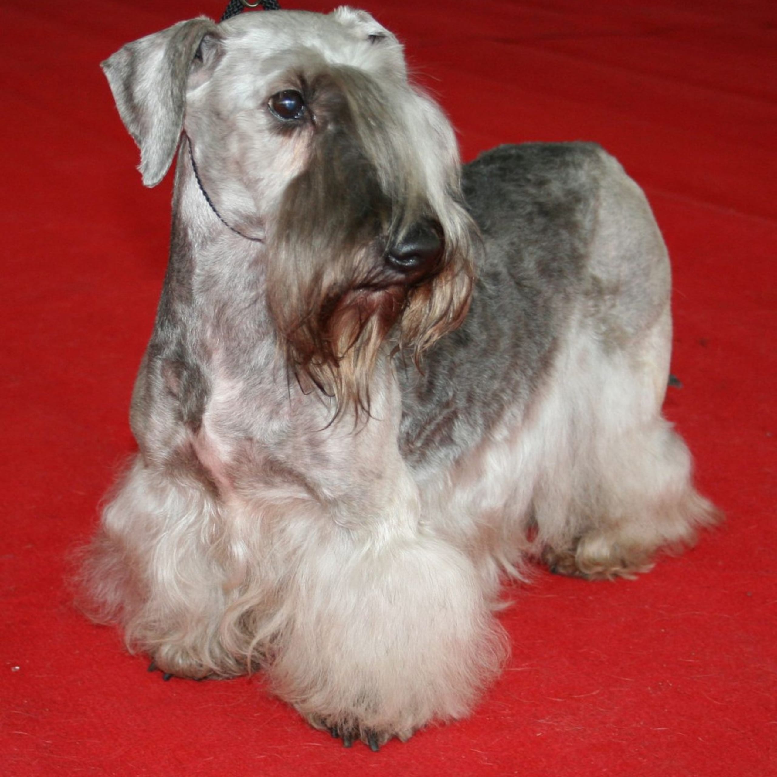 Ceskyterrier