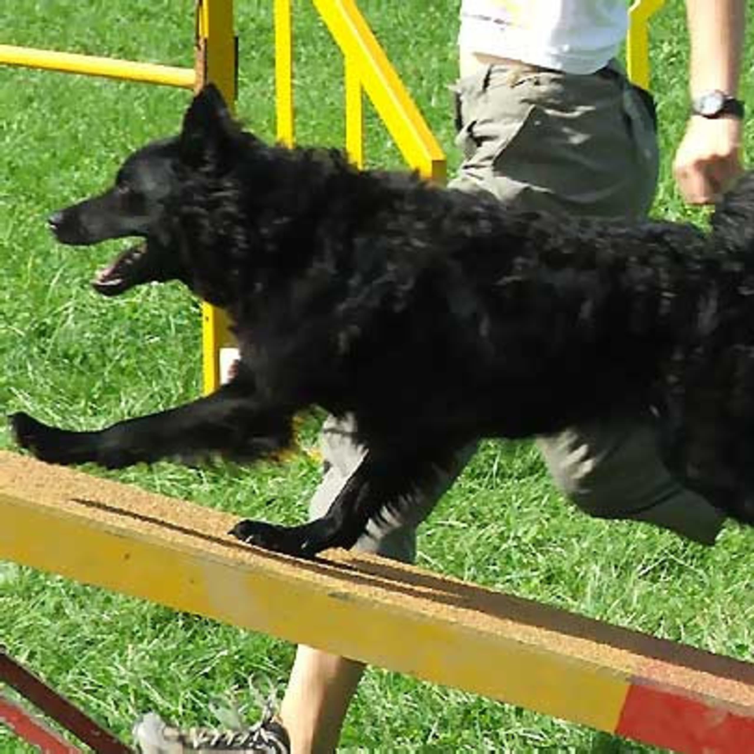 Croatian Sheepdog