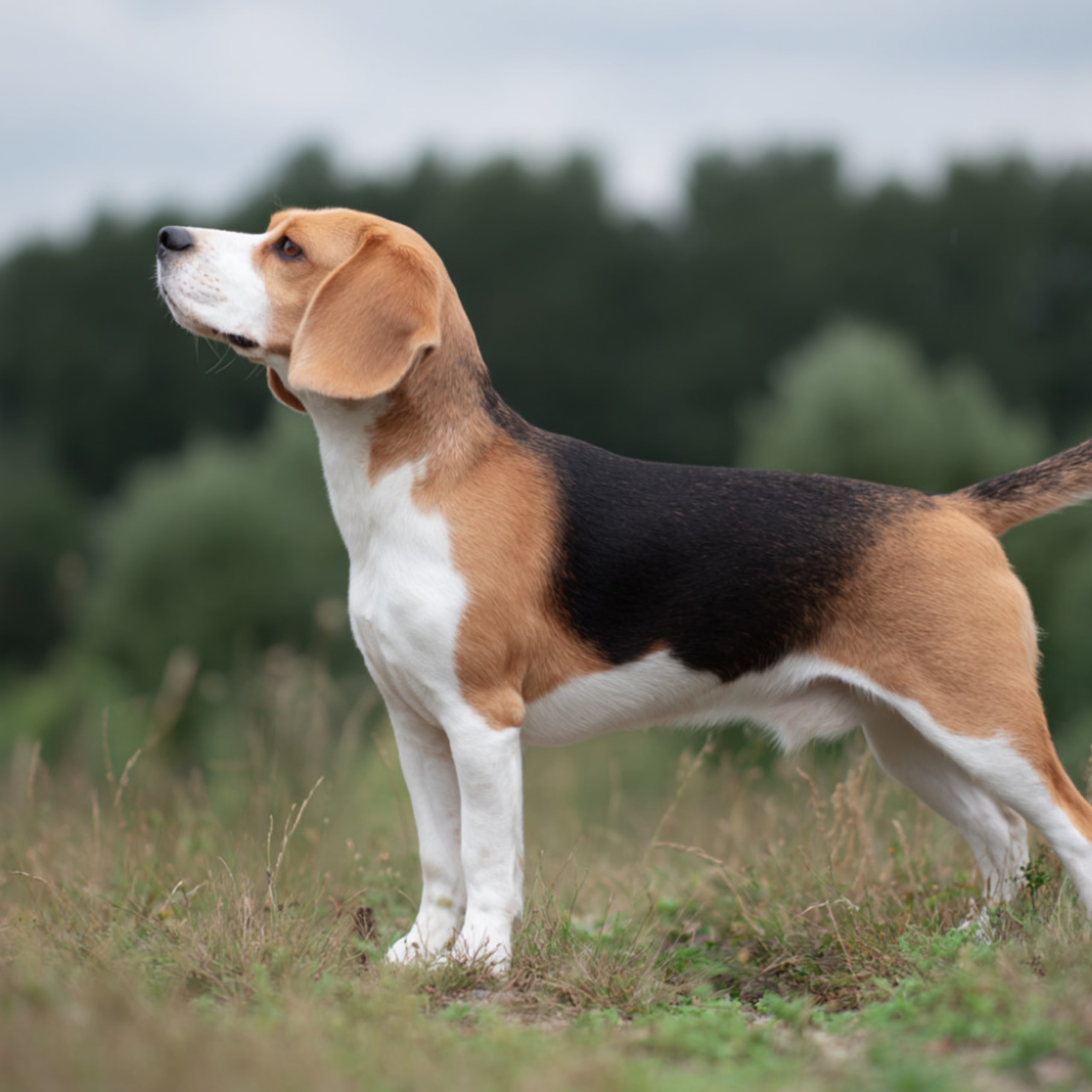 Beagle