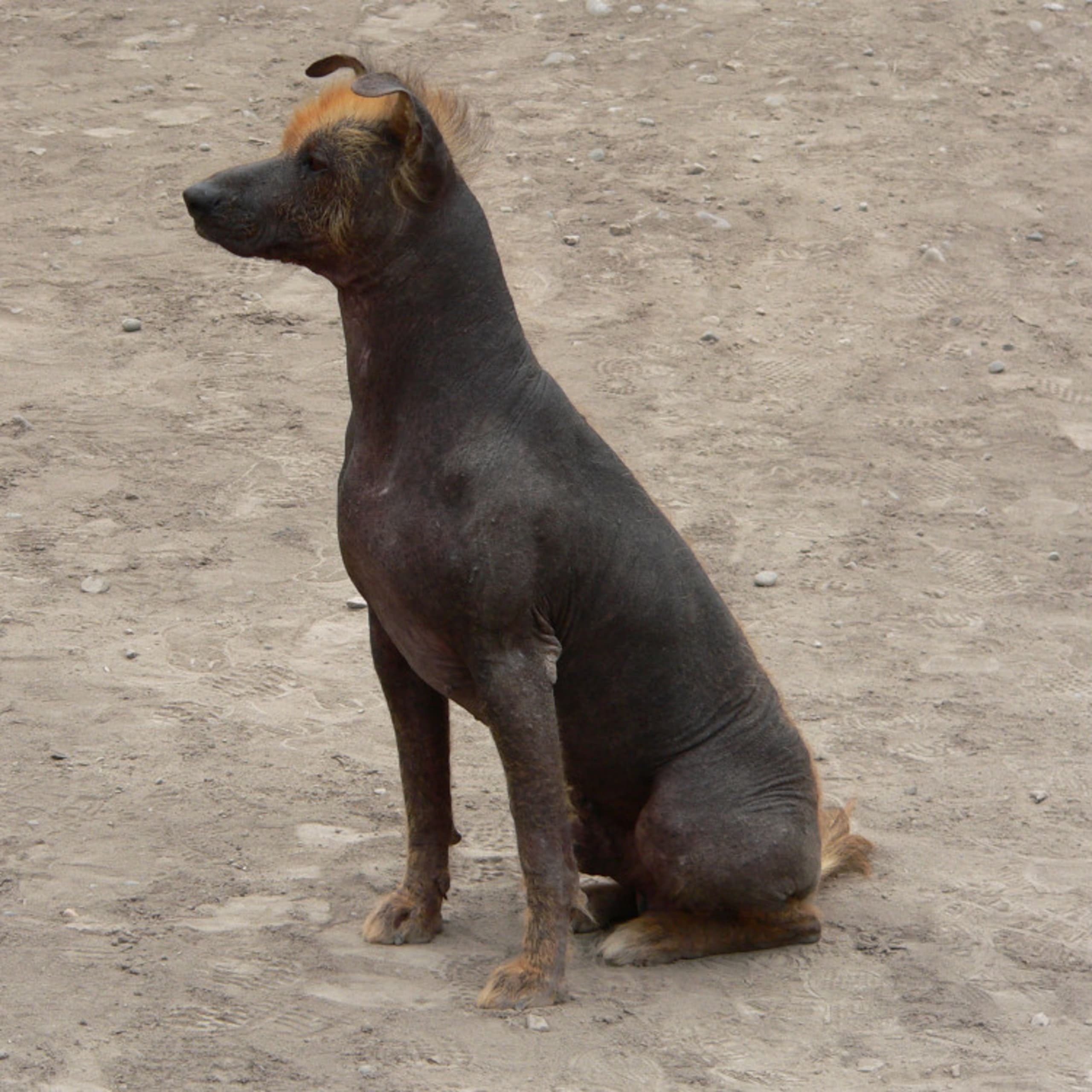 Perro sin pelo del perú