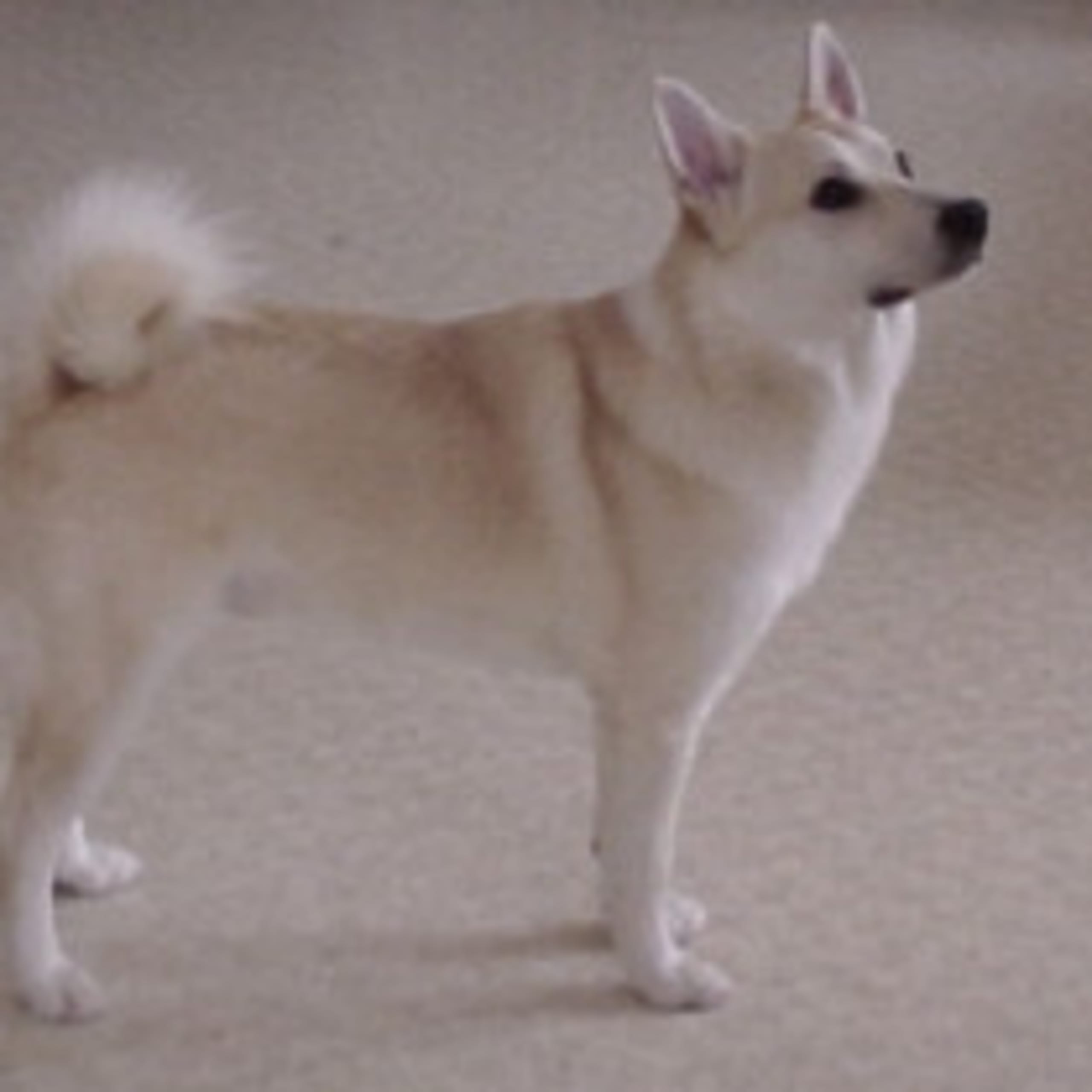 Norsk buhund