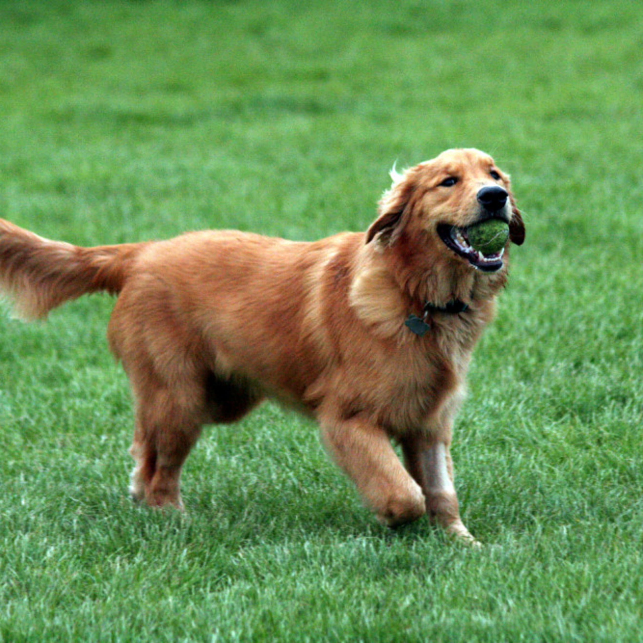 Golden retriever