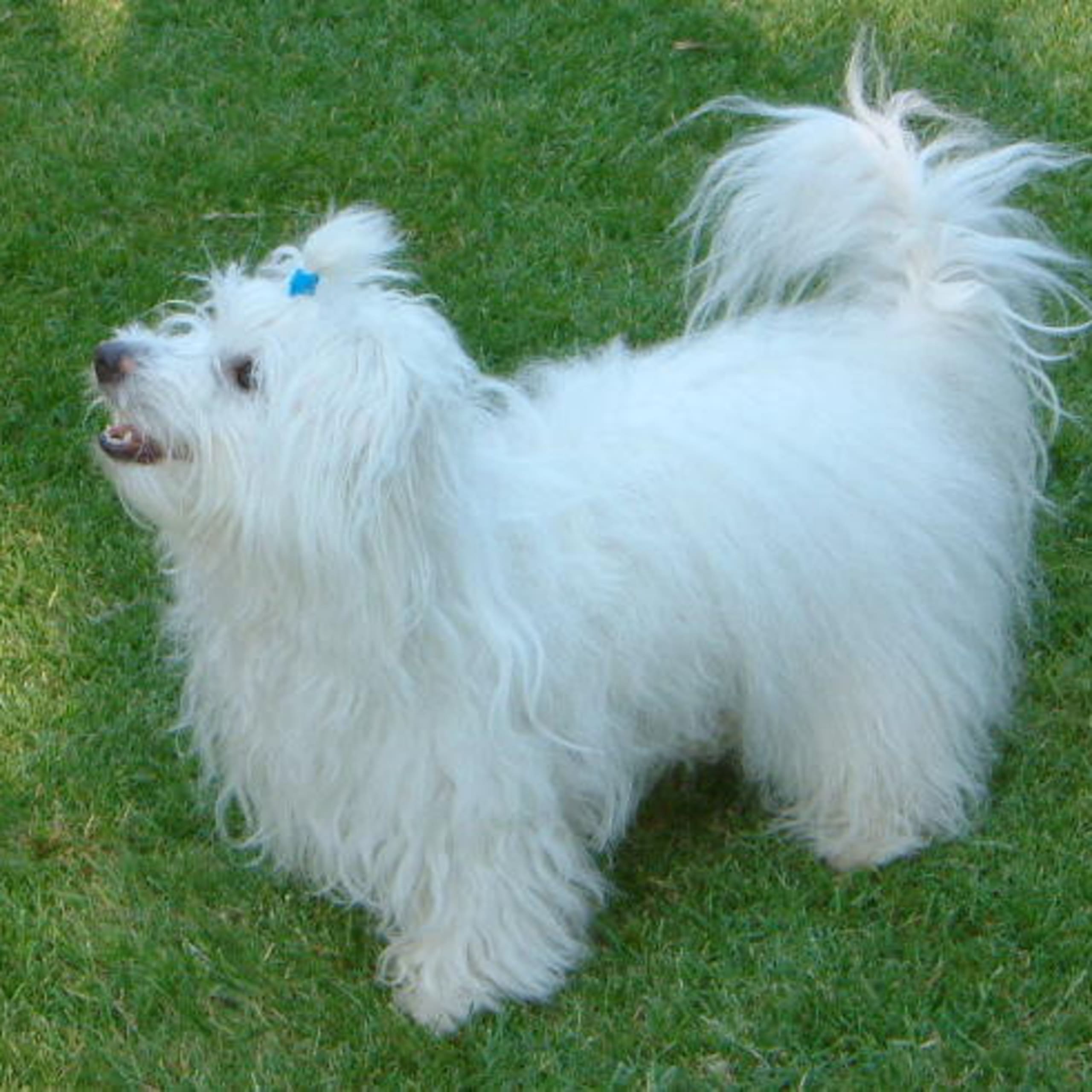 Coton de tuléar